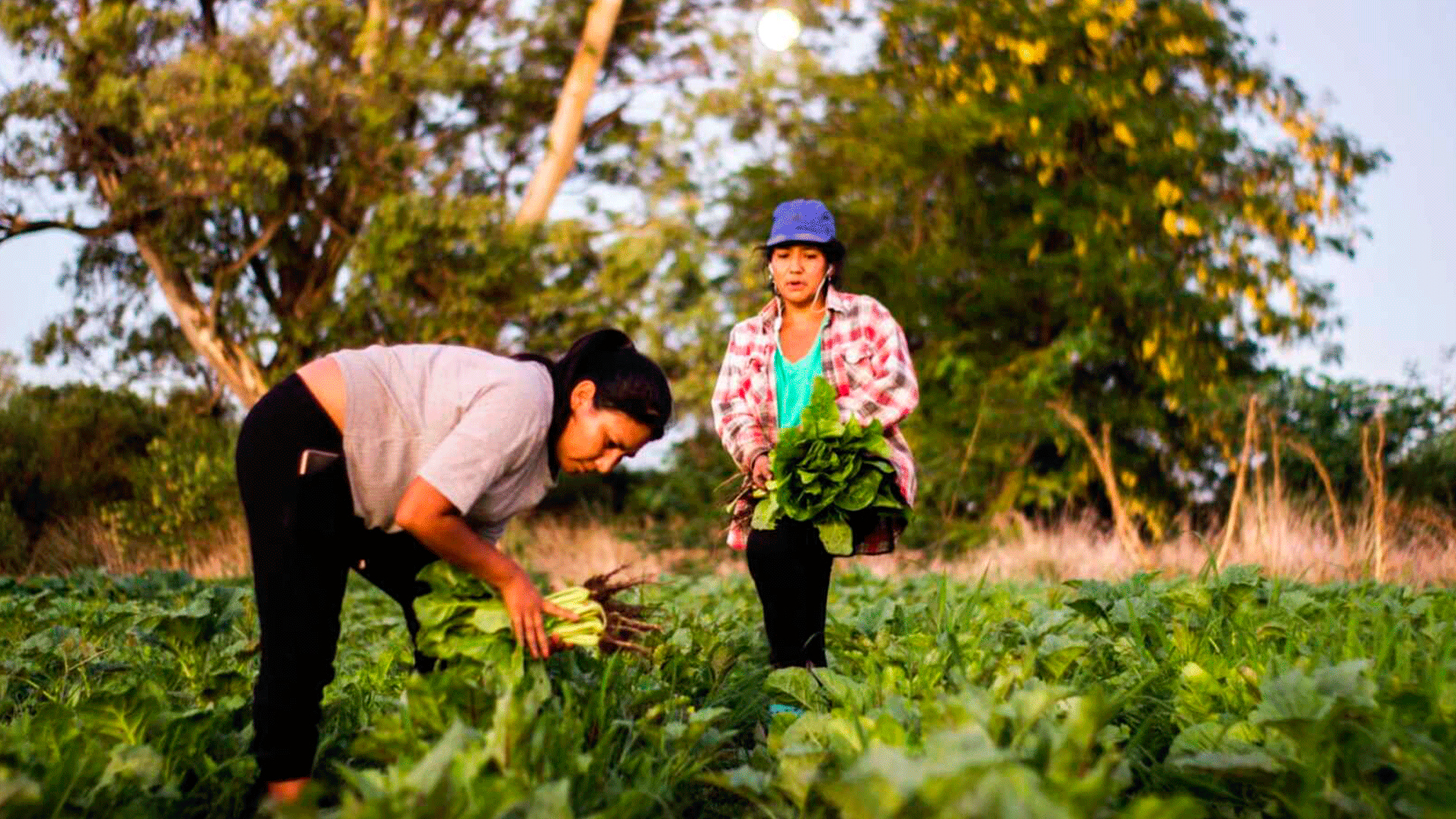 La obsesión por defender el modelo agroexportador a costa de la  biodiversidad global - Infobae