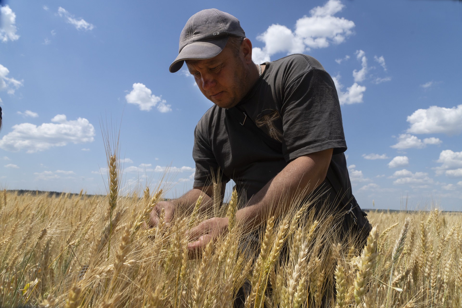 El agricultor Andriy Zubko comprueba el estado de maduración  del trigo en un campo en la región de Donetsk