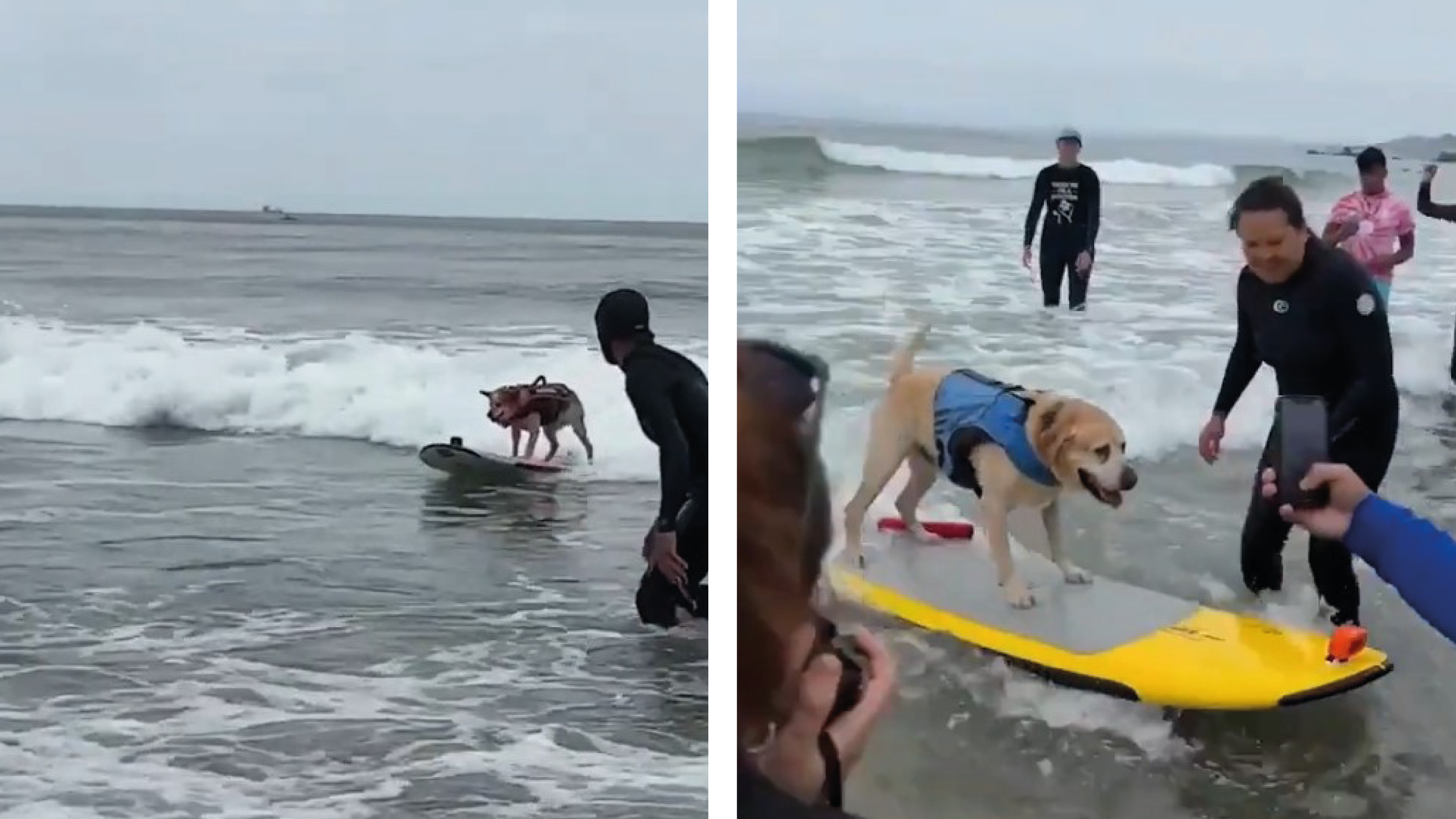 Así es el mundial de surf para perros que no deja de sorprender