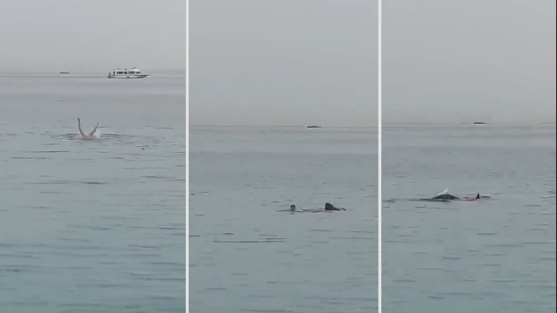 El escalofriante momento en que un tiburón devora a un joven ruso en una playa de Egipto