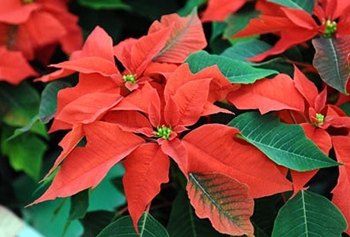 Flor de Nochebuena: por qué se le considera la planta de la Navidad -  Infobae