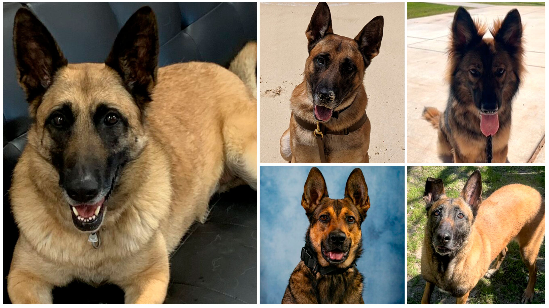 Conoce las valientes historias de los 5 perros militares nominados a “Héroe  del Año” - Infobae, image size:1920x1080