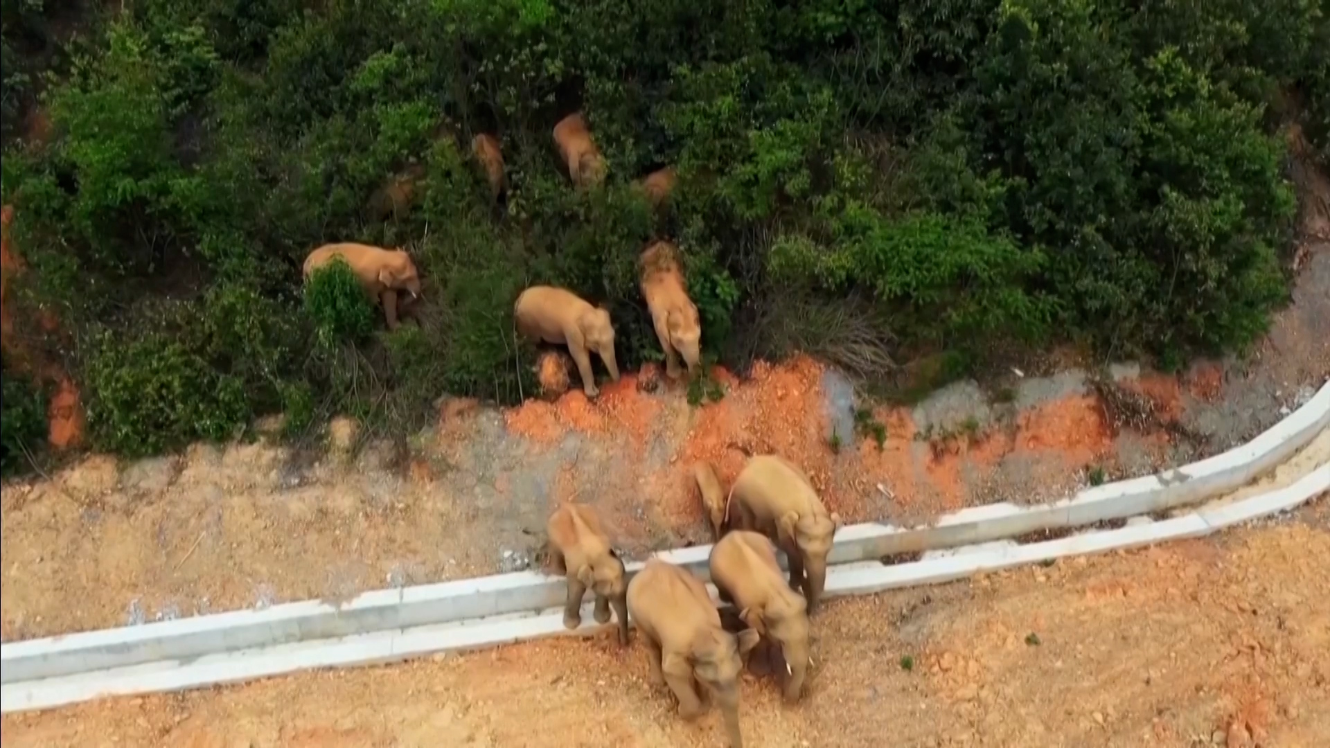 Una misteriosa marcha de elefantes tiene en vilo a China: ya recorrieron  500 kilómetros y causaron daños por un millón de dólares - Infobae