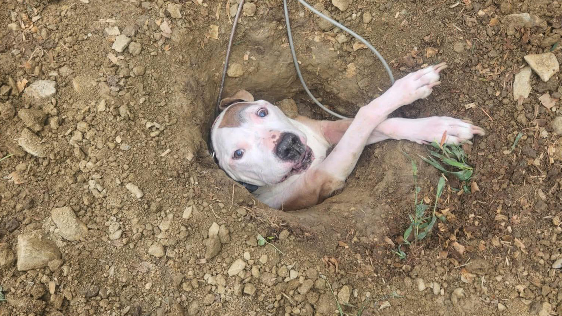 Perro en Nueva York es “tragado por la tierra” mientras buscaba hacer del  baño en su sitio habitual - Infobae, image size:1920x1080