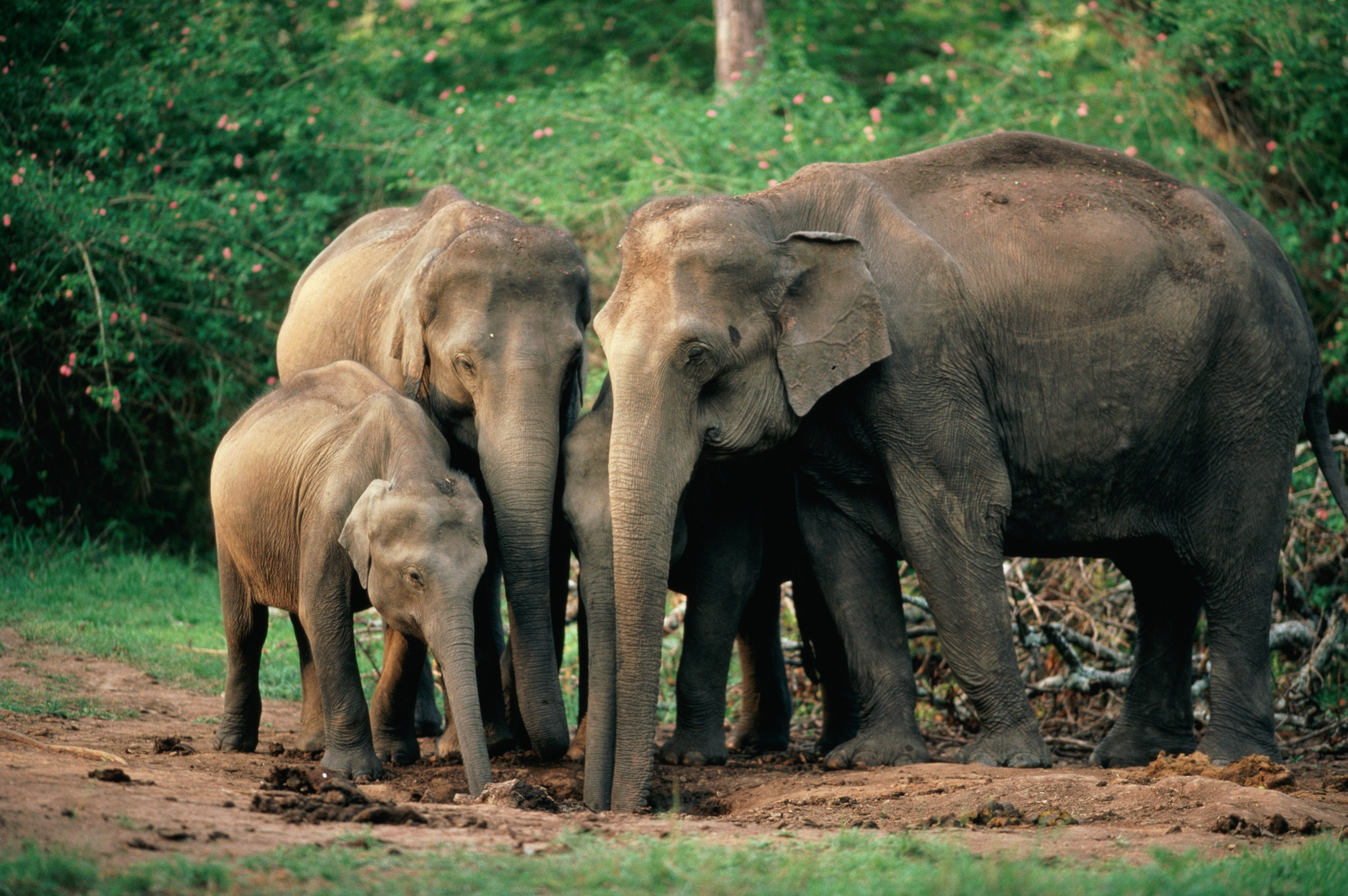 Los Afrotheria son un antiguo linaje de mamíferos que incluye elefantes, musarañas elefante, damanes, topos dorados, osos hormigueros y otros (Getty Images)