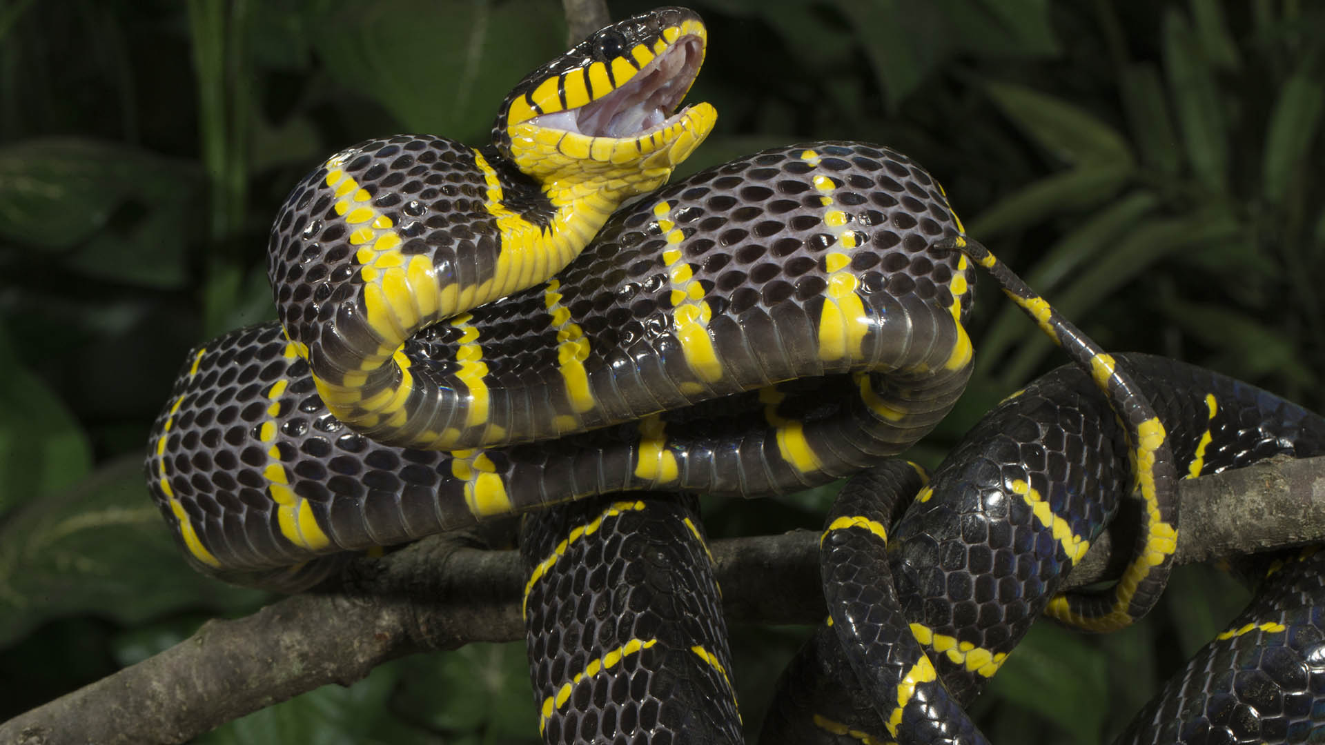 La serpiente de manglar habita en el continente asiático y se alimenta principalmente de aves (Getty Images)