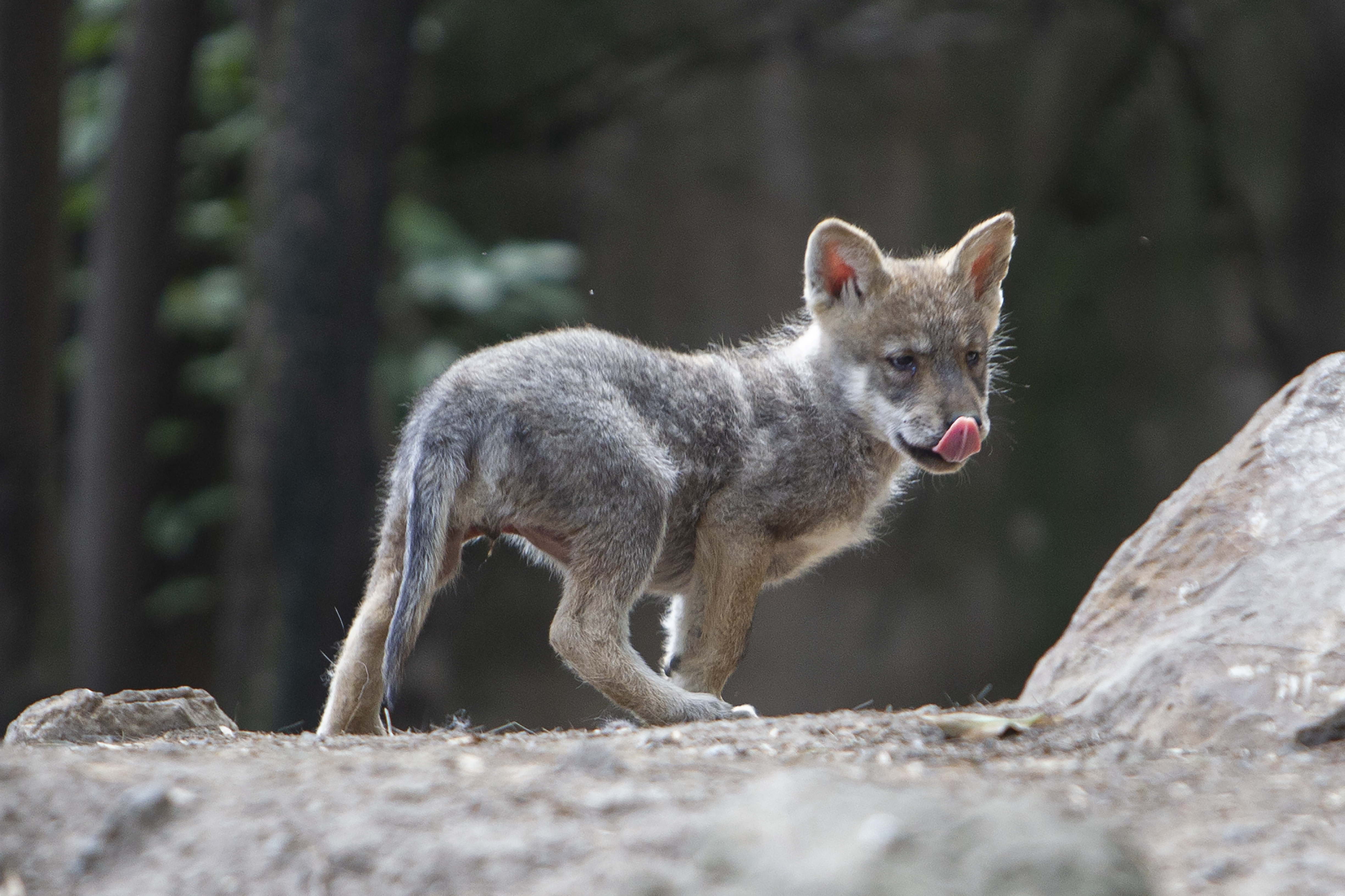 Cría de lobo mexicano nacida en el zoológico de Chapultepec junto a su madre mientras bosteza, Ciudad de México. Junio 11, 2021.
Foto: Karina Hernández / Infobae