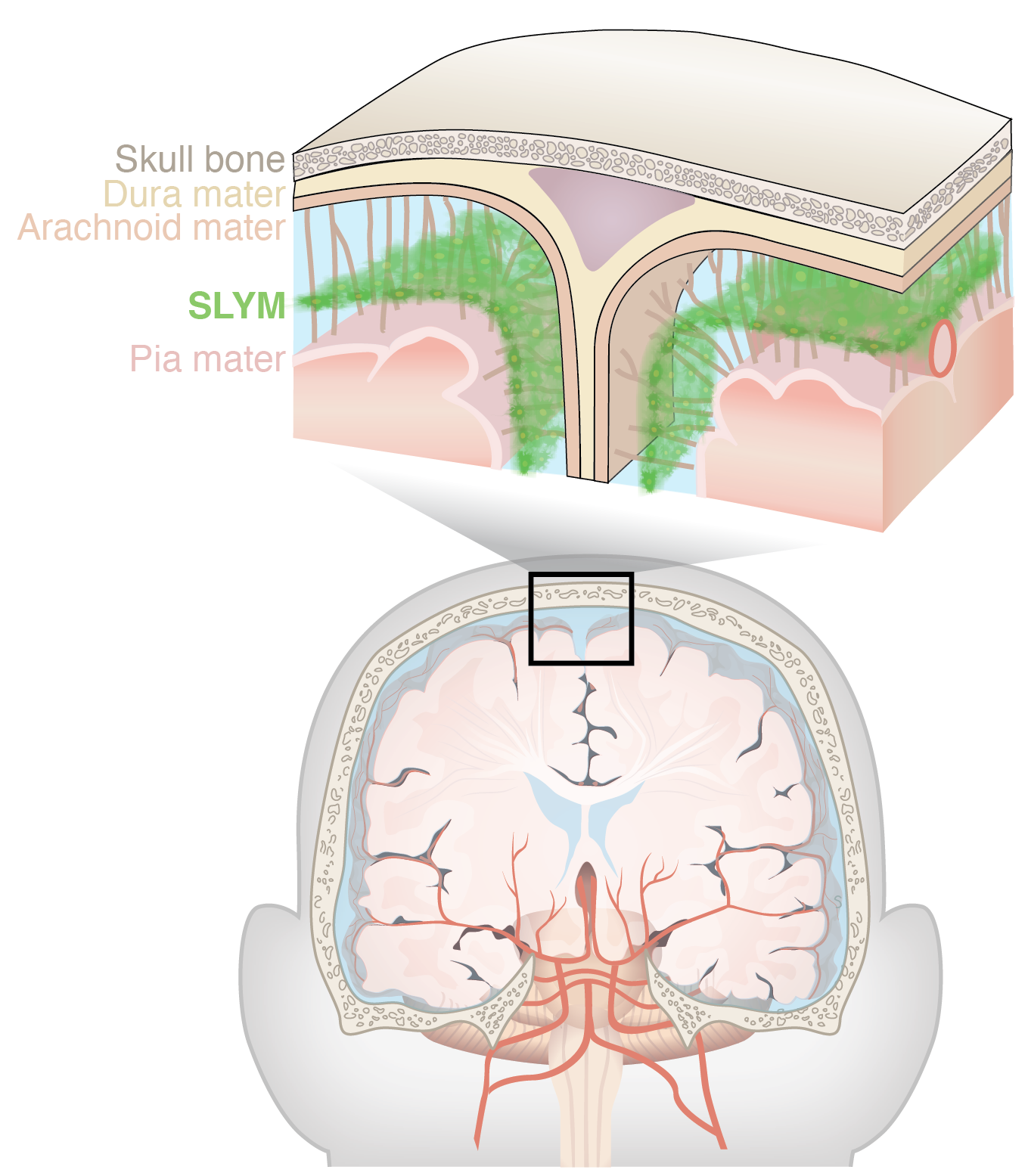La nueva capa se llama SLYM, y actúa como una plataforma desde la cual las células inmunitarias pueden monitorear al cerebro (Science)