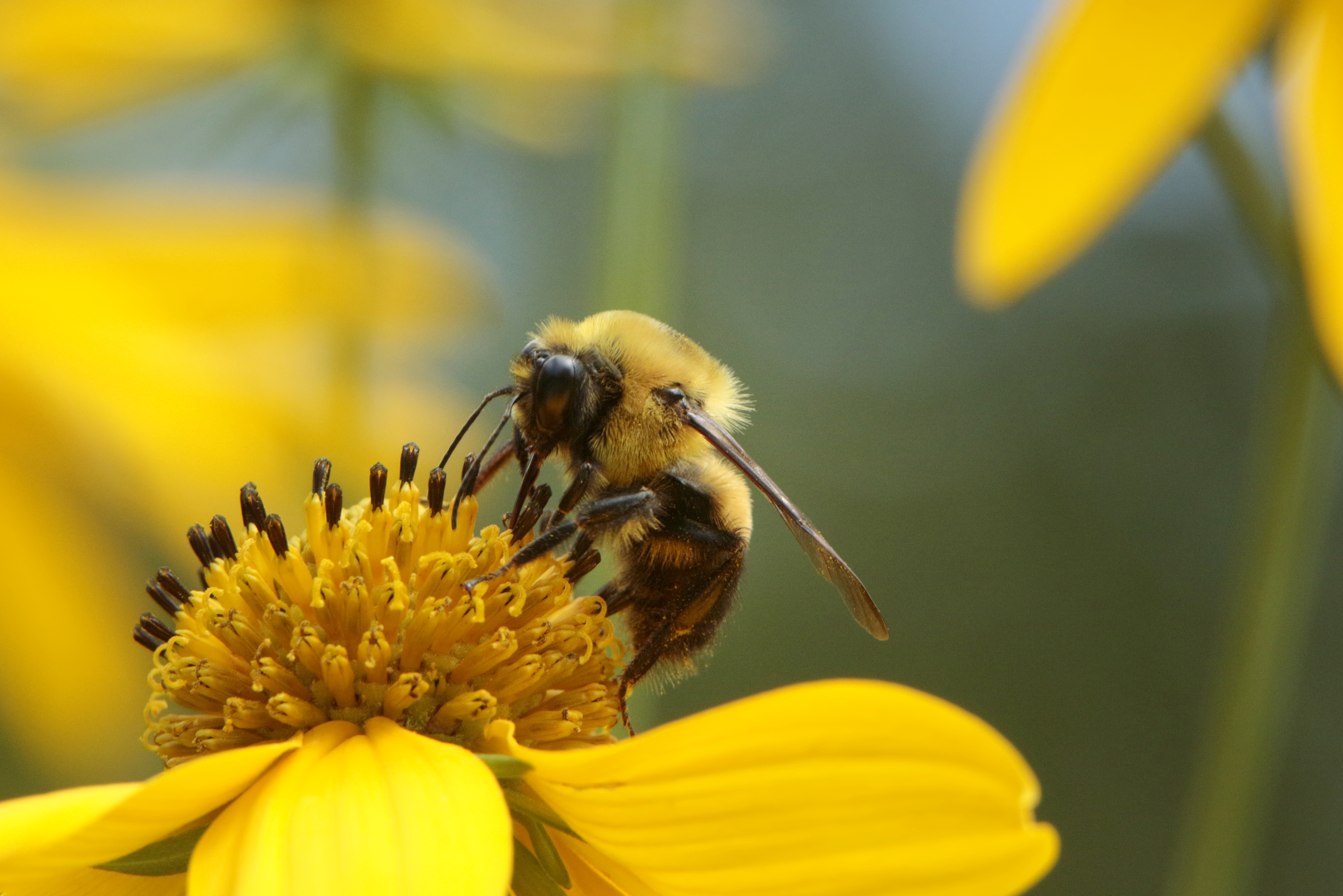 Ya sean polillas, moscas, pulgones, abejas y escarabajos, las poblaciones de estos insectos voladores han disminuido, en 17 años, un 60%
(Getty Images)
