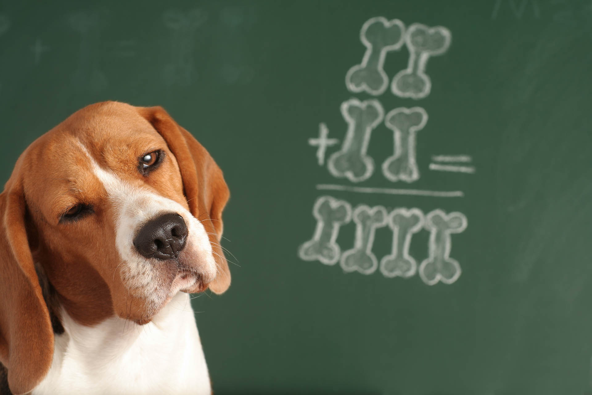 ¿Todos los perros hablan el mismo idioma?: siete claves de la comunicación perruna