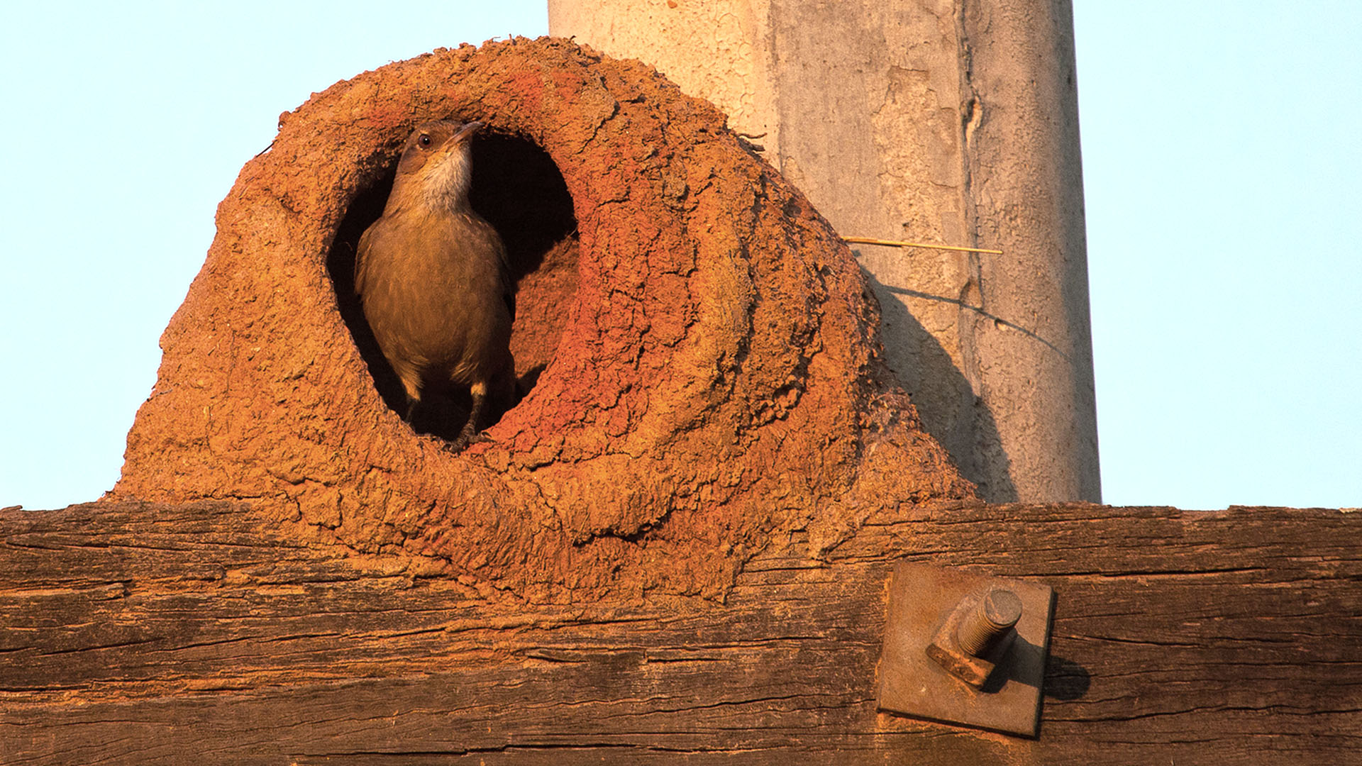 El hornero es conocido como un animal laborioso, debido al potente nido que construye usando su pico como única herramienta (Getty)