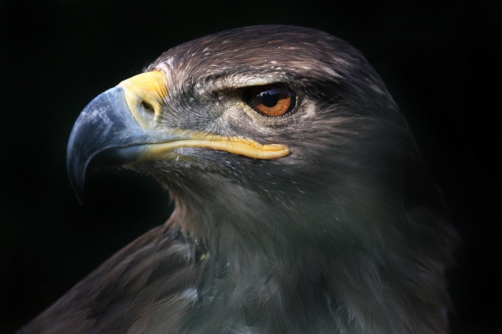 Águila real (Foto: UNAM)