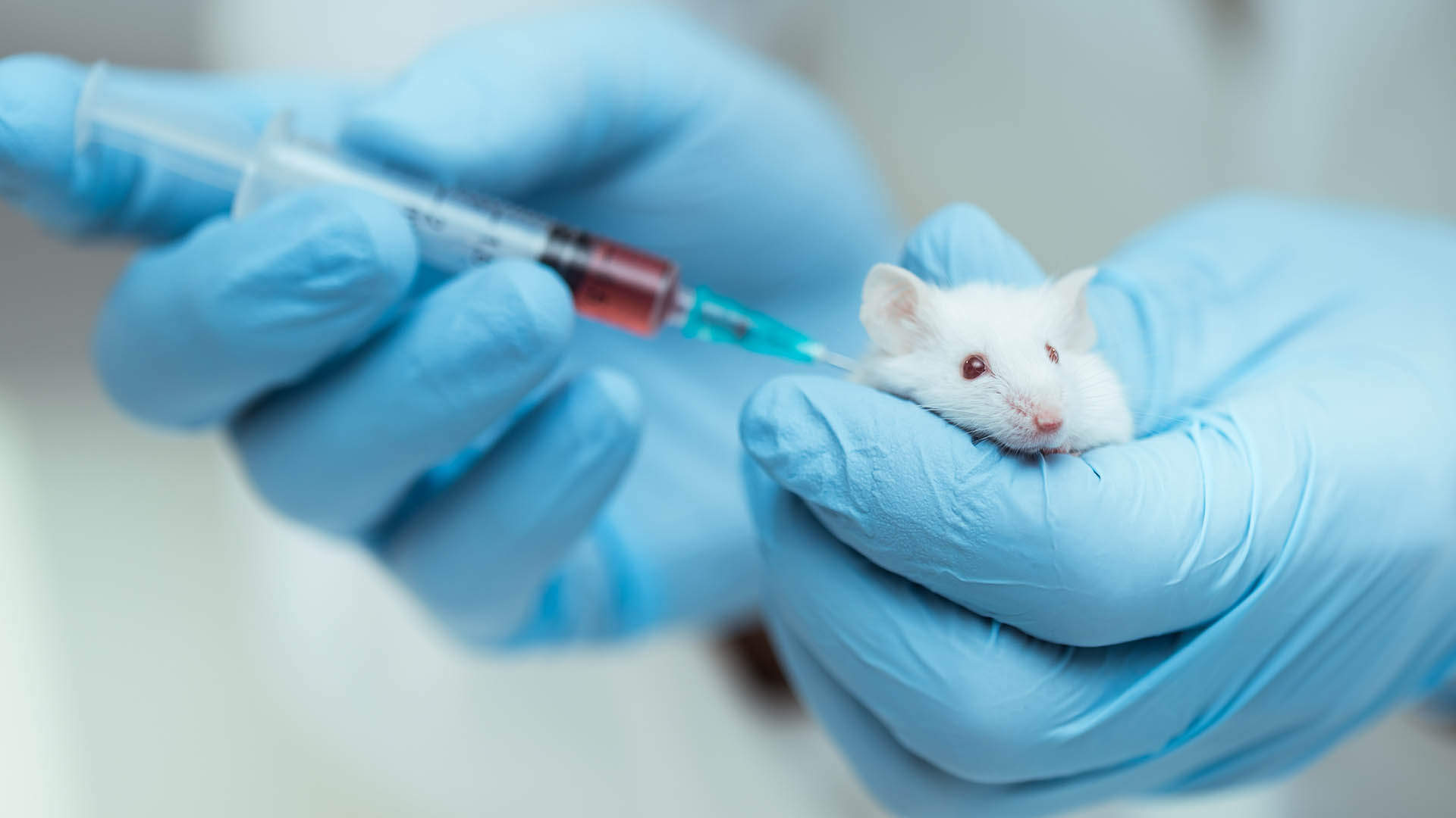 For the study, the researchers grafted pieces of a human breast cancer tumor onto mice and trained 35 ants to recognize the urine of tumor-bearing rodents (Getty).