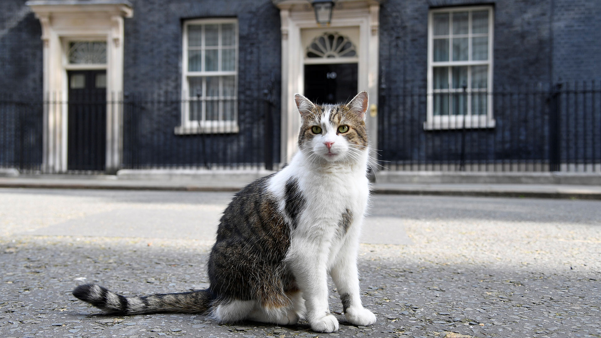 Larry el Gato, en Downing Street en Londres (Reuters)