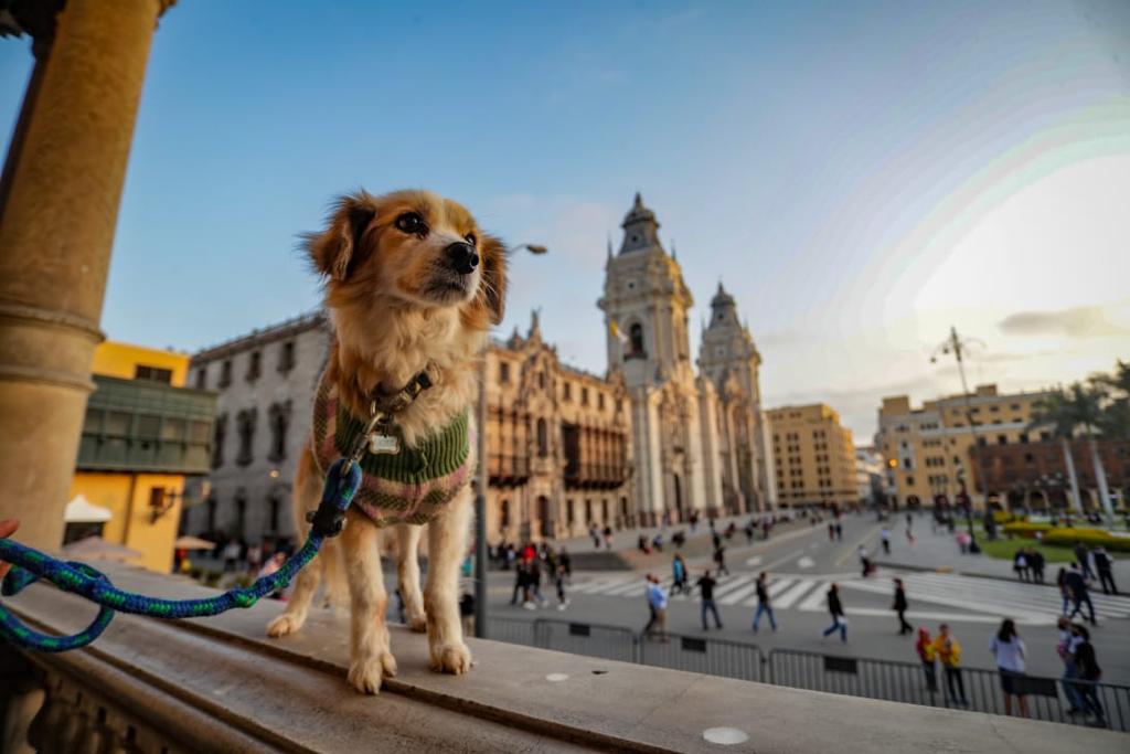 Conoce el Perú acompañado de tu mascota.
