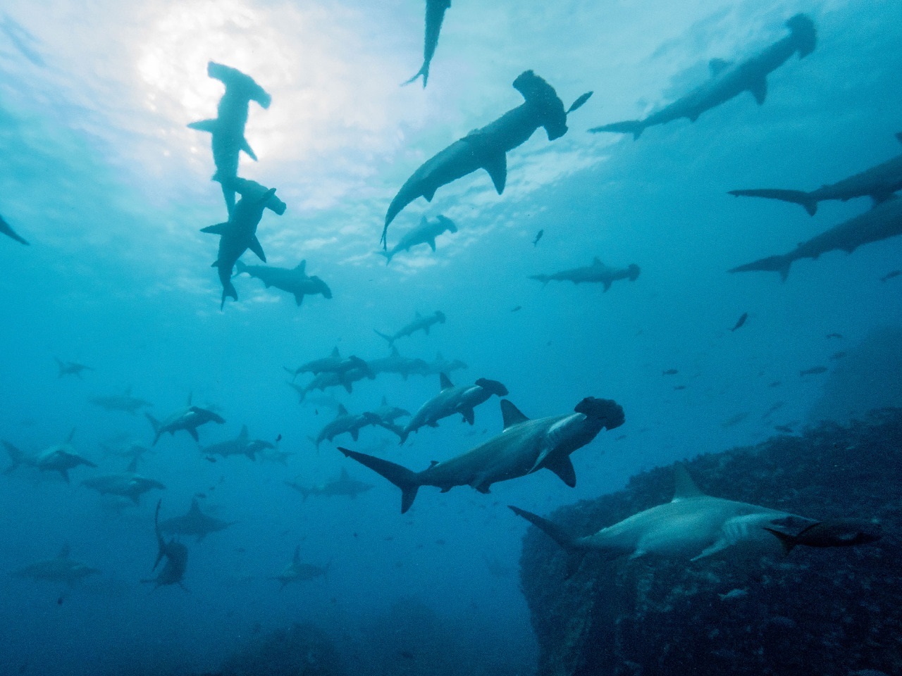 Tiburones martillo en la isla de Darwin, en el norte de las Galápagos (Foto: EFE)