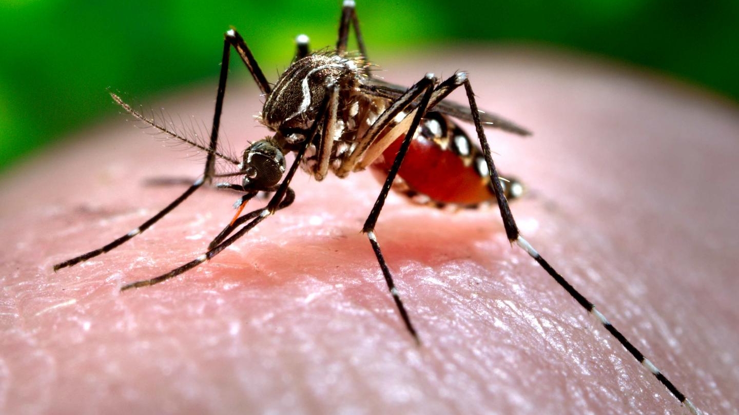 Enfermedades tropicales, tales como el dengue o el zika, se extenderán aún más por el planeta gracias al aumento de la temperatura / Archivo