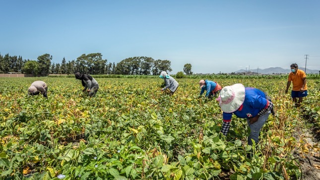 Algodón y aceituna impulsan crecimiento del sector agropecuario en el Perú
