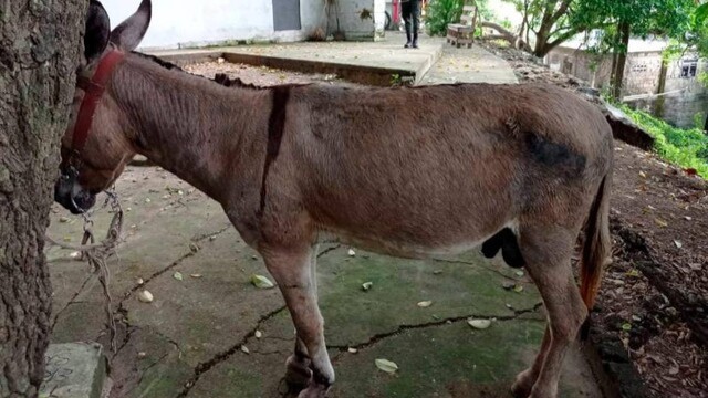 Los burros colombianos están amenazados: el tráfico ilegal de su piel está detrás de la disminución de la especie