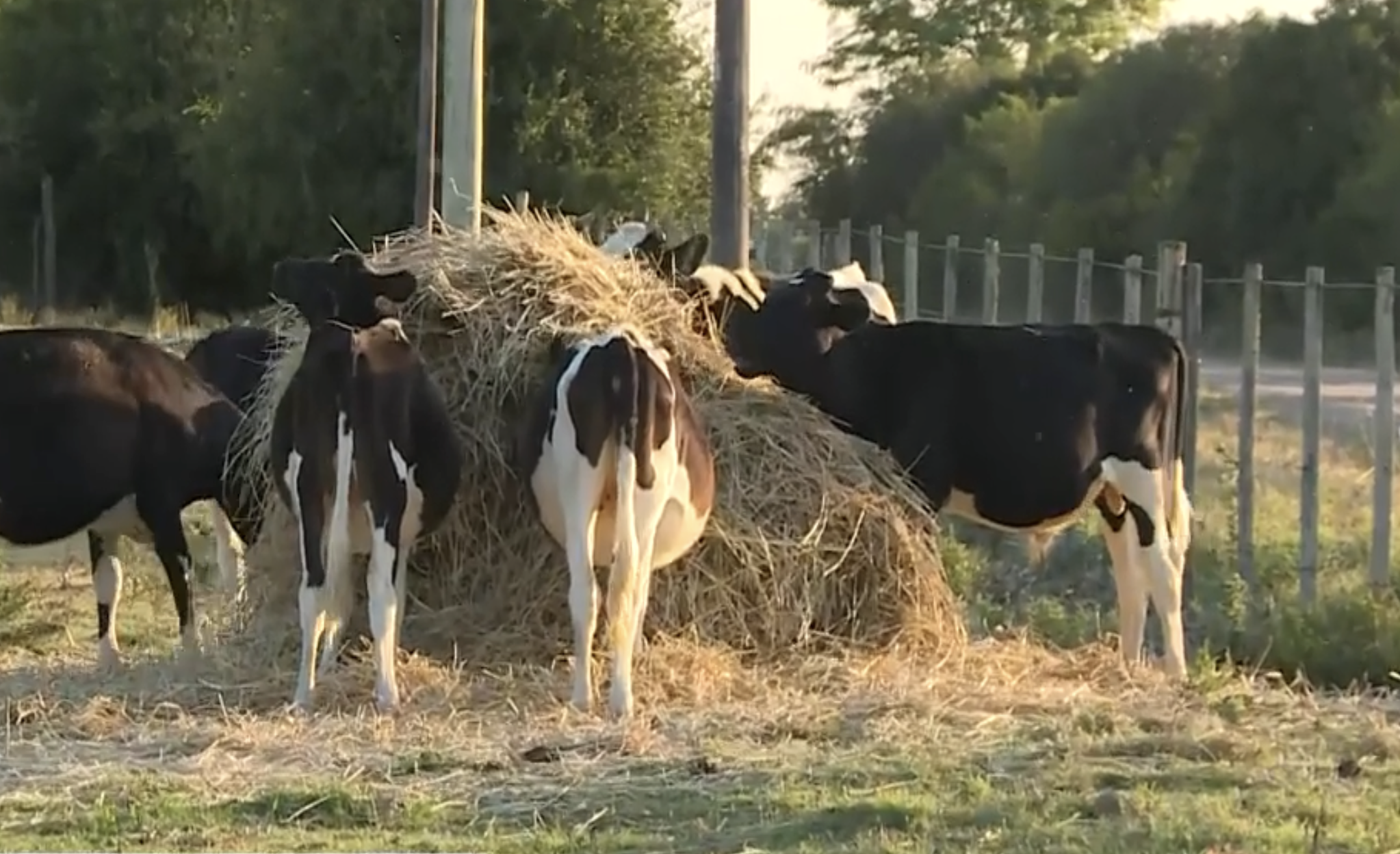 Casey Means, crítica de la medicina convencional, a punto de convertirse en la mejor médica del país