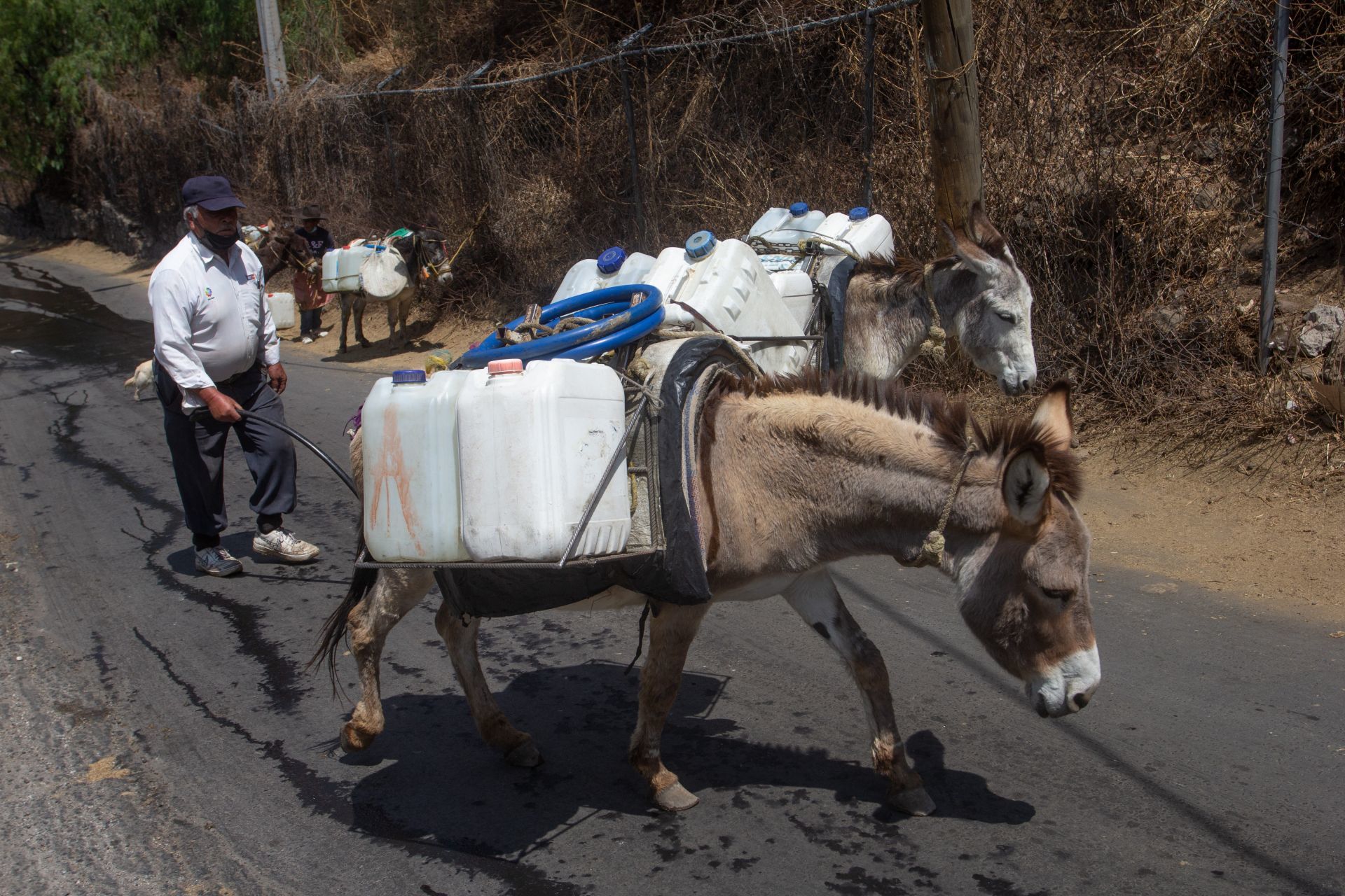 Alcalde panista regala burros a niños para ir a la escuela en Guanajuato  - Página 4 DARGWIM46FGDJMEZCC666RVGFE