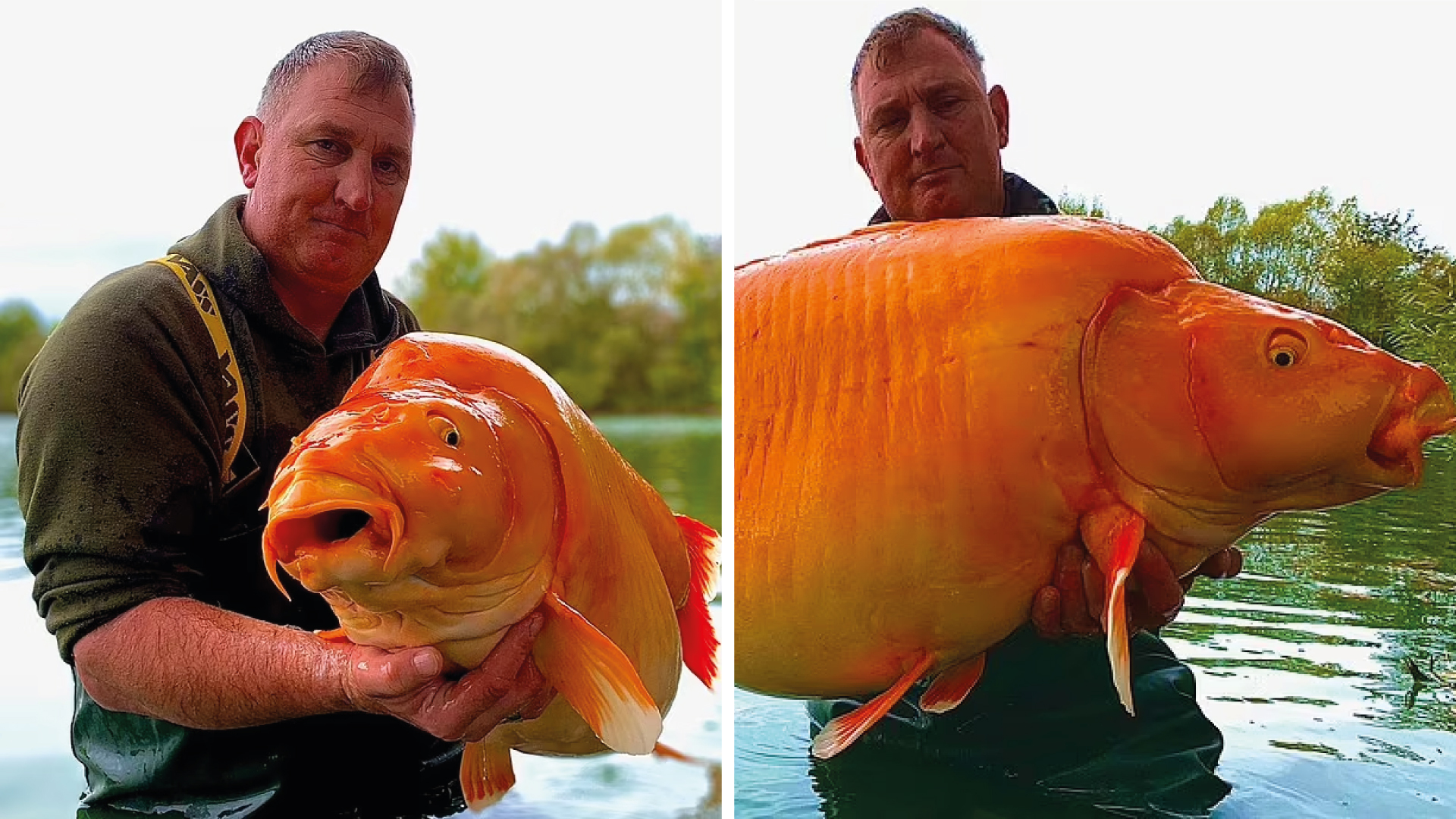 Un pescador británico capturó a uno de los peces dorados más grandes del  mundo ¿Cuánto pesa? - Infobae
