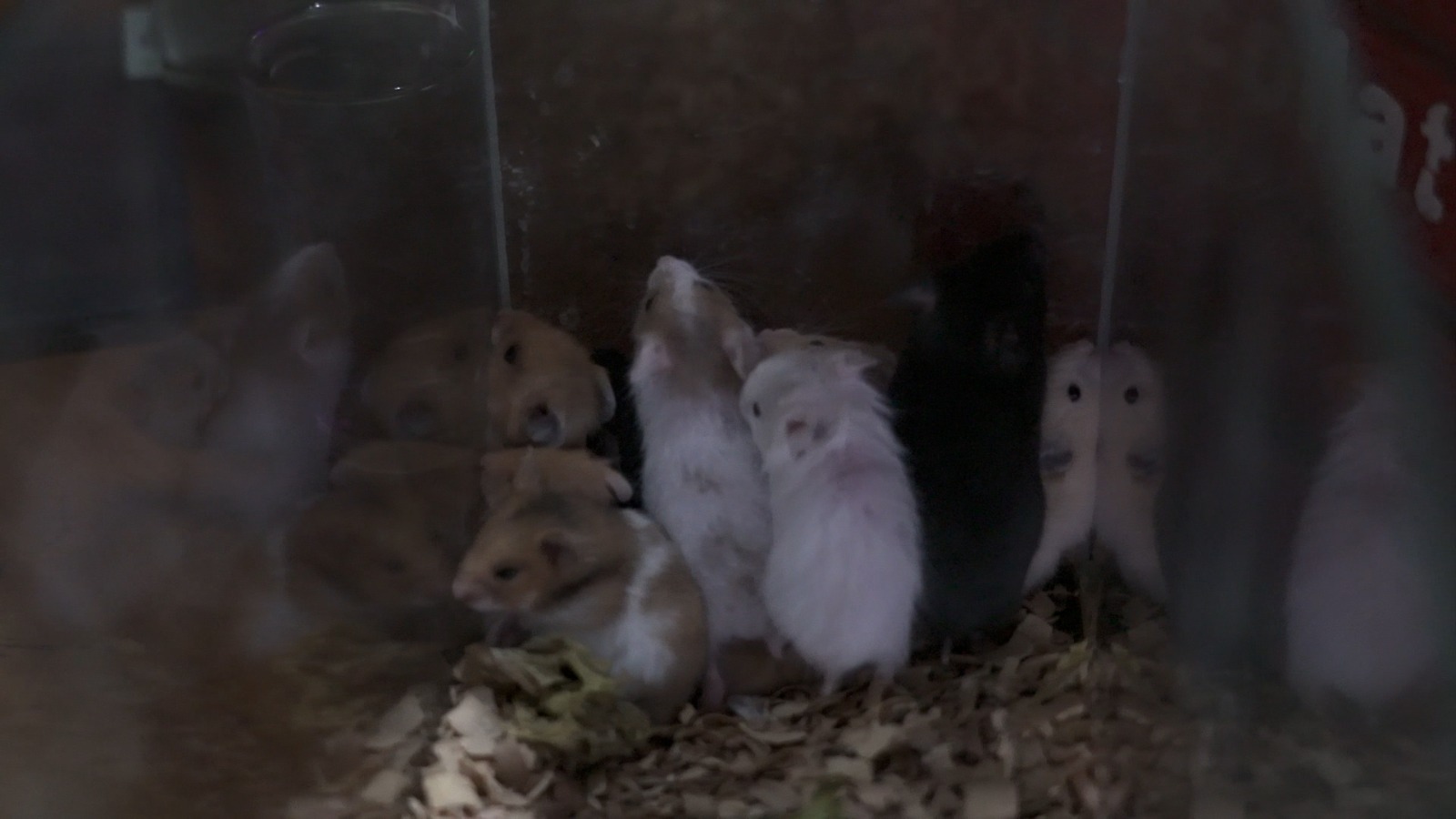 Rescatan en Uruguay decenas de animales que se vendían ilegalmente: había tortugas, cotorras y cardenales