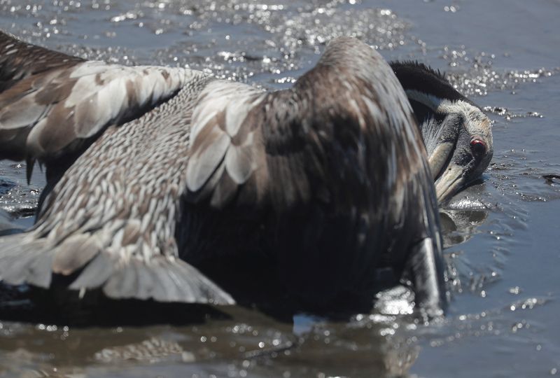 Un pelícano moribundo yace en las aguas del río Camaná después de que las autoridades peruanas registraron los primeros casos de gripe aviar en noviembre de 2022, en Camaná, Perú. 2 de diciembre de 2022. REUTERS/Sebastian Castaneda
