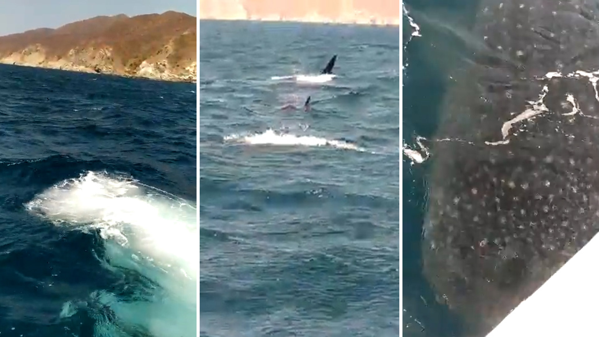 Turistas captaron en video a un tiburón ballena en inmediaciones de una playa en Santa Marta