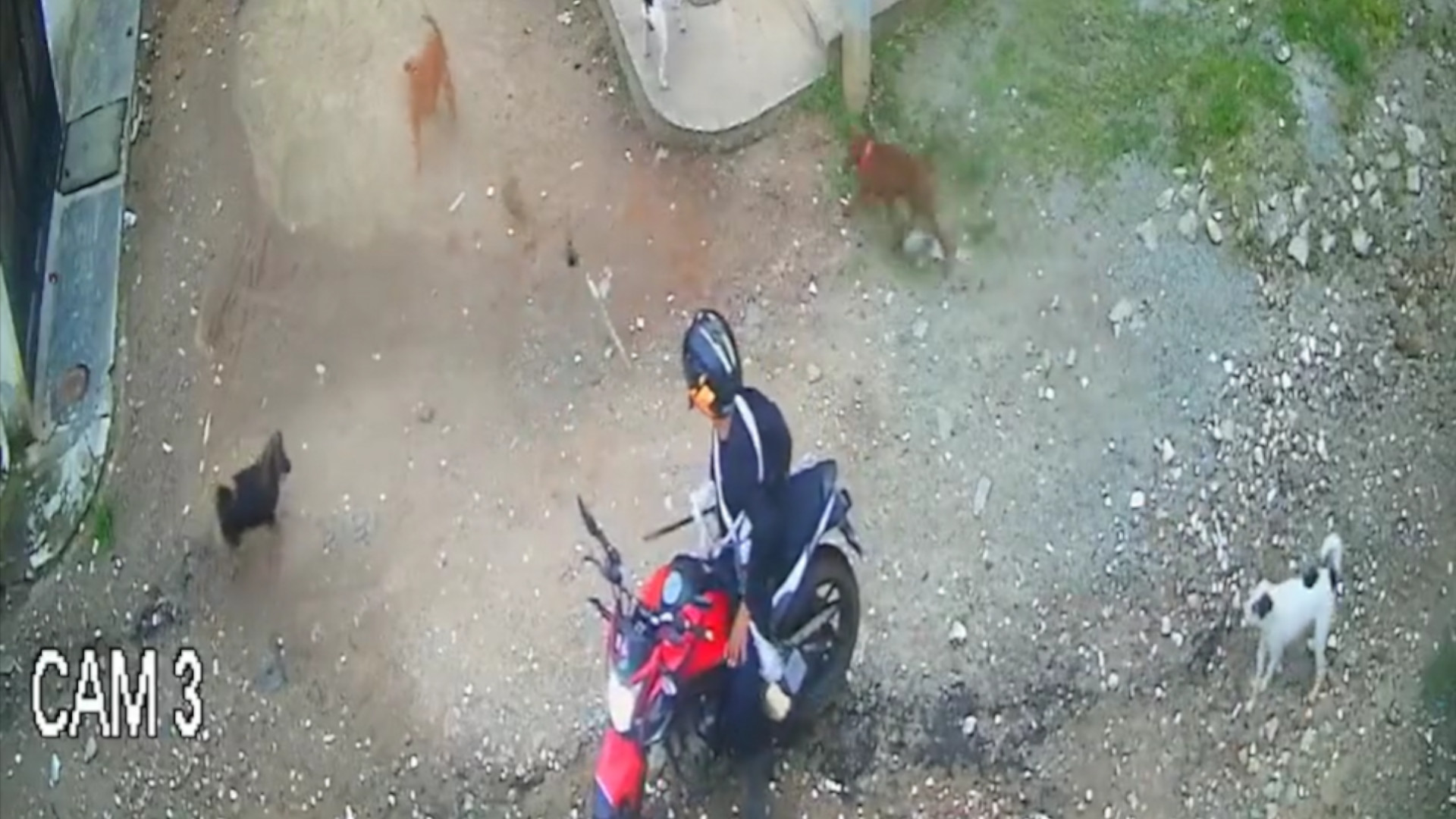 Video: ¡Indignante! Energúmeno le dio un machetazo en el hocico a una perra en Ibagué (Tolima)