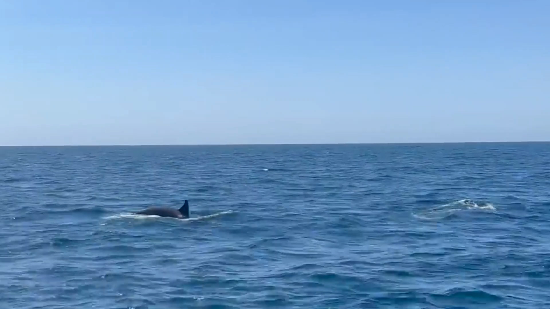 La tripulación de un velero experimentó momentos aterradores cuando fueron perseguidos por tres orcas
