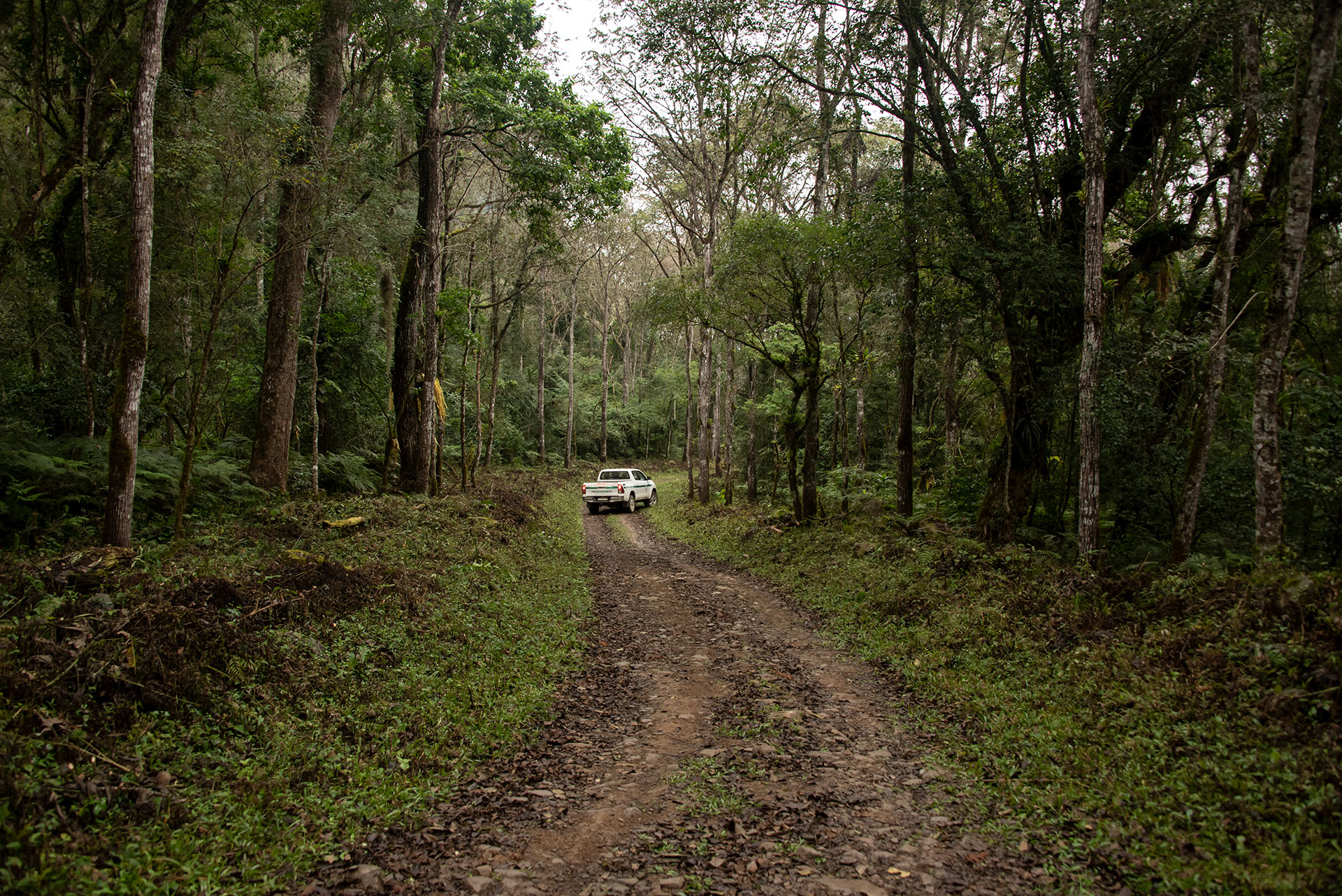 El camino hacia El Lipeo, entre la exuberancia de la selva de las yungas (Gentileza Juan Mateo Aberastain - Parques Nacionales)