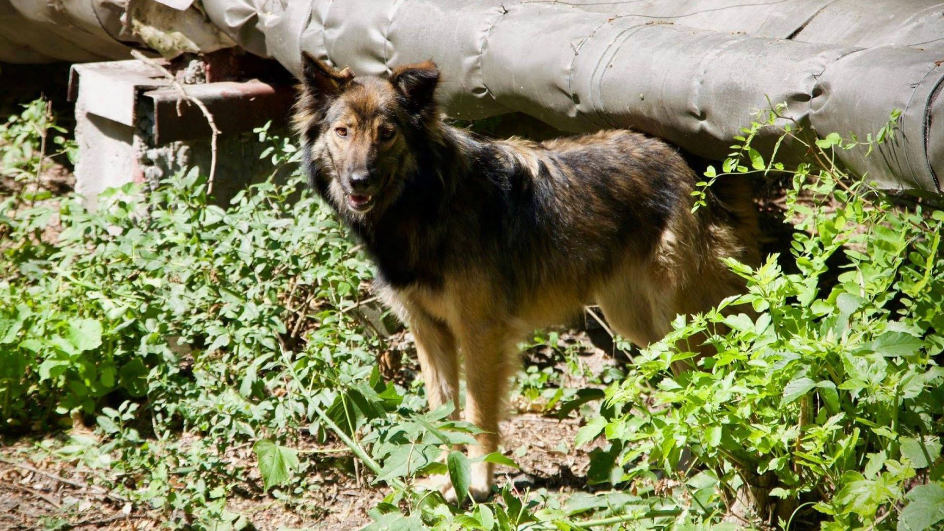 Muchos de los perros de Chernobyl encuentran refugio en edificios abandonados o zonas en construcción dentro de la zona de exclusión nuclear EFE/Jordan Lapier