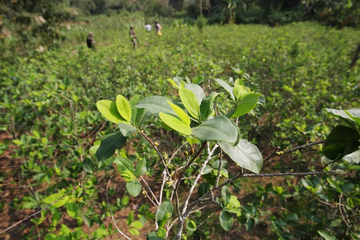 Cauca ha sido, junto con Norte de Santander, Nariño y Putumayo, los departamentos con más hectáreas de hoja de coca sembrada en Colombia.
Archivo.