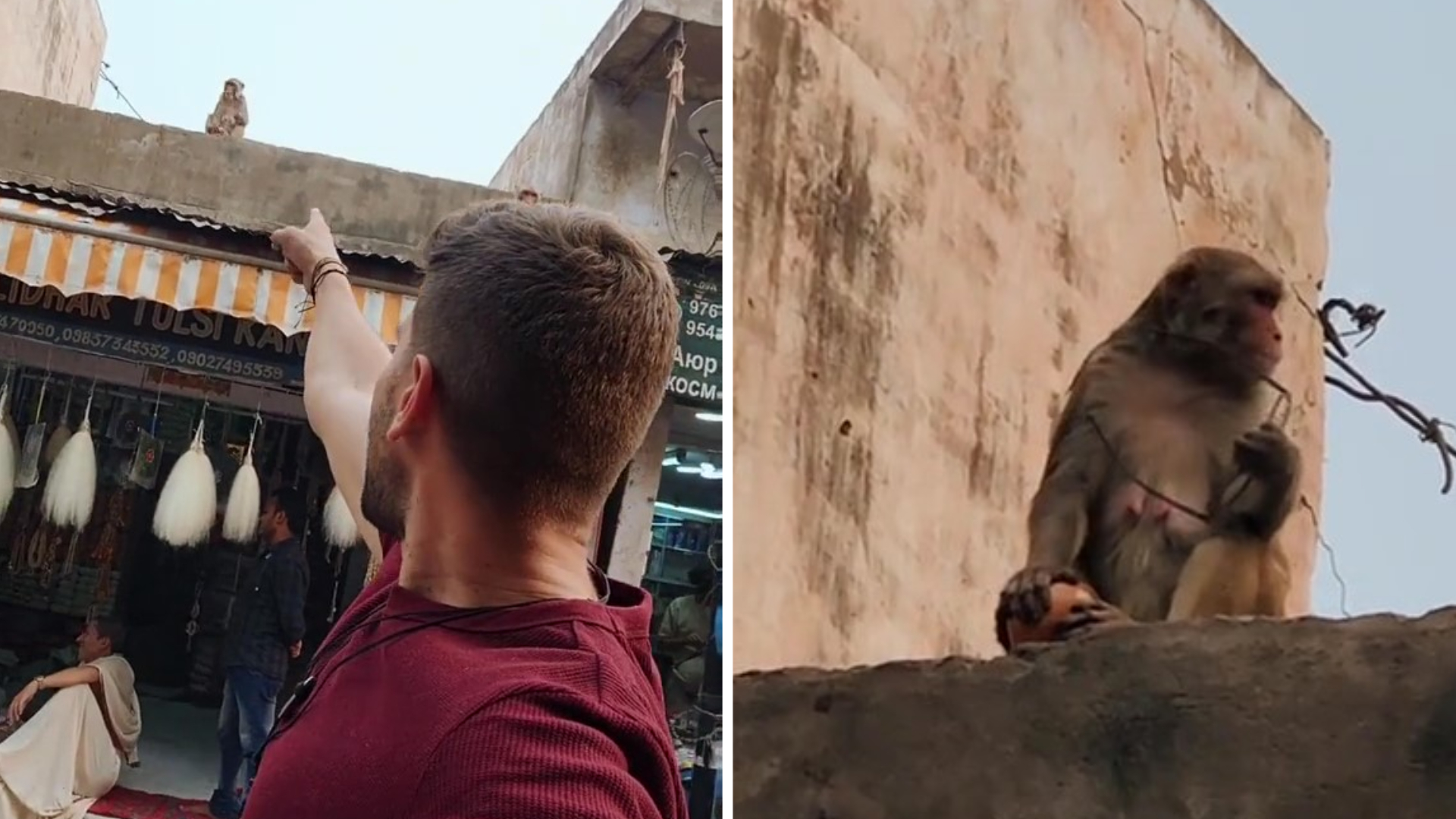 Insólito: un grupo de monos le robó a un turista colombiano en India