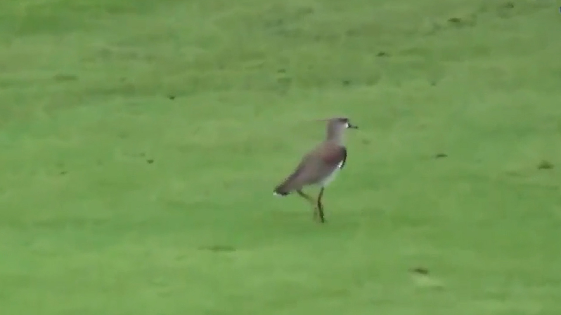 Los teros gritan y a menudo vuelan sobre las cabezas del intruso en su territorio con pasadas rasantes a milímetros de la cabeza con las alas provistas con espolones de cuidado