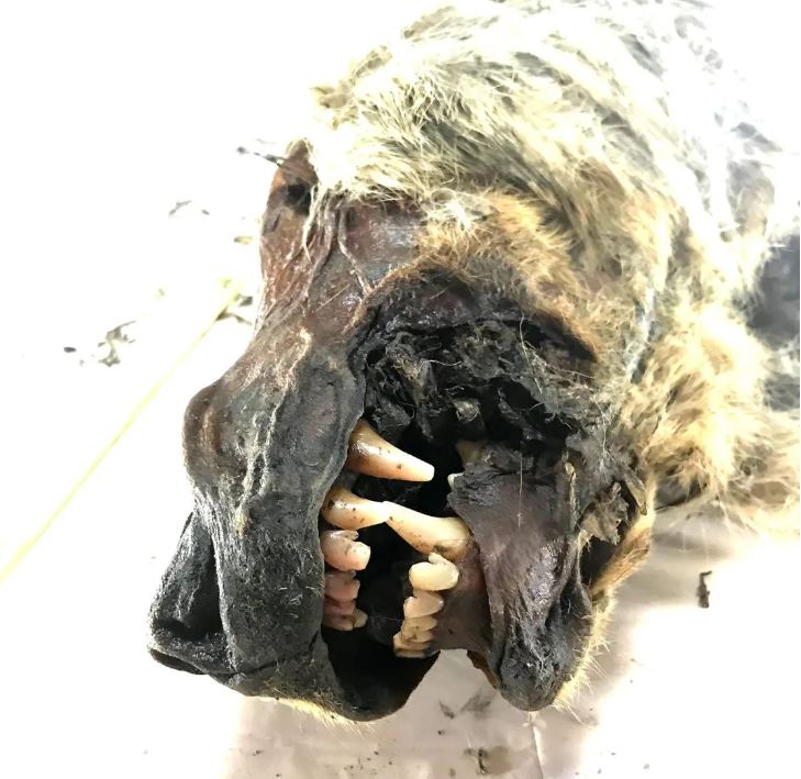 Un cráneo de lobo de Yakutia de 32.000 años de antigüedad del cual se secuenció un genoma de cobertura de 12 veces como parte del estudio. Crédito: Love Dalén