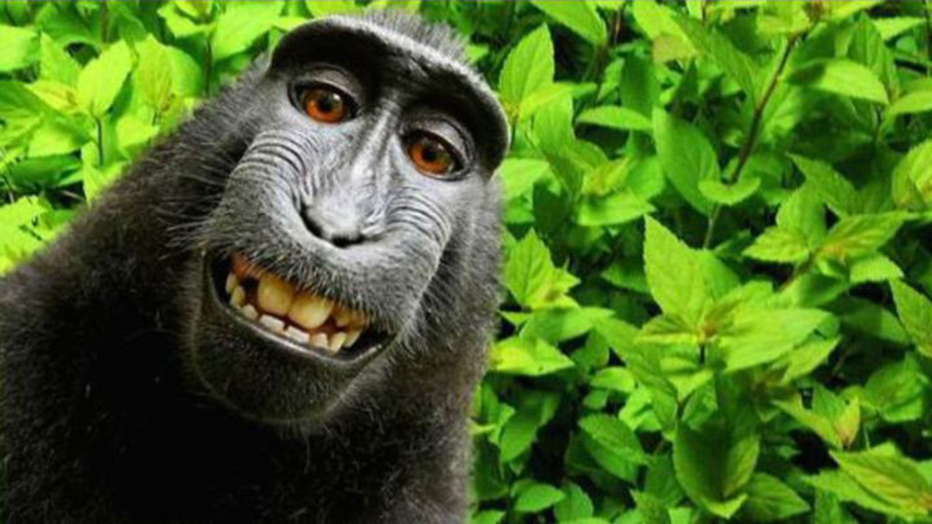 Naruto, the monkey that PETA wants to attribute the copyright to (David Slater)