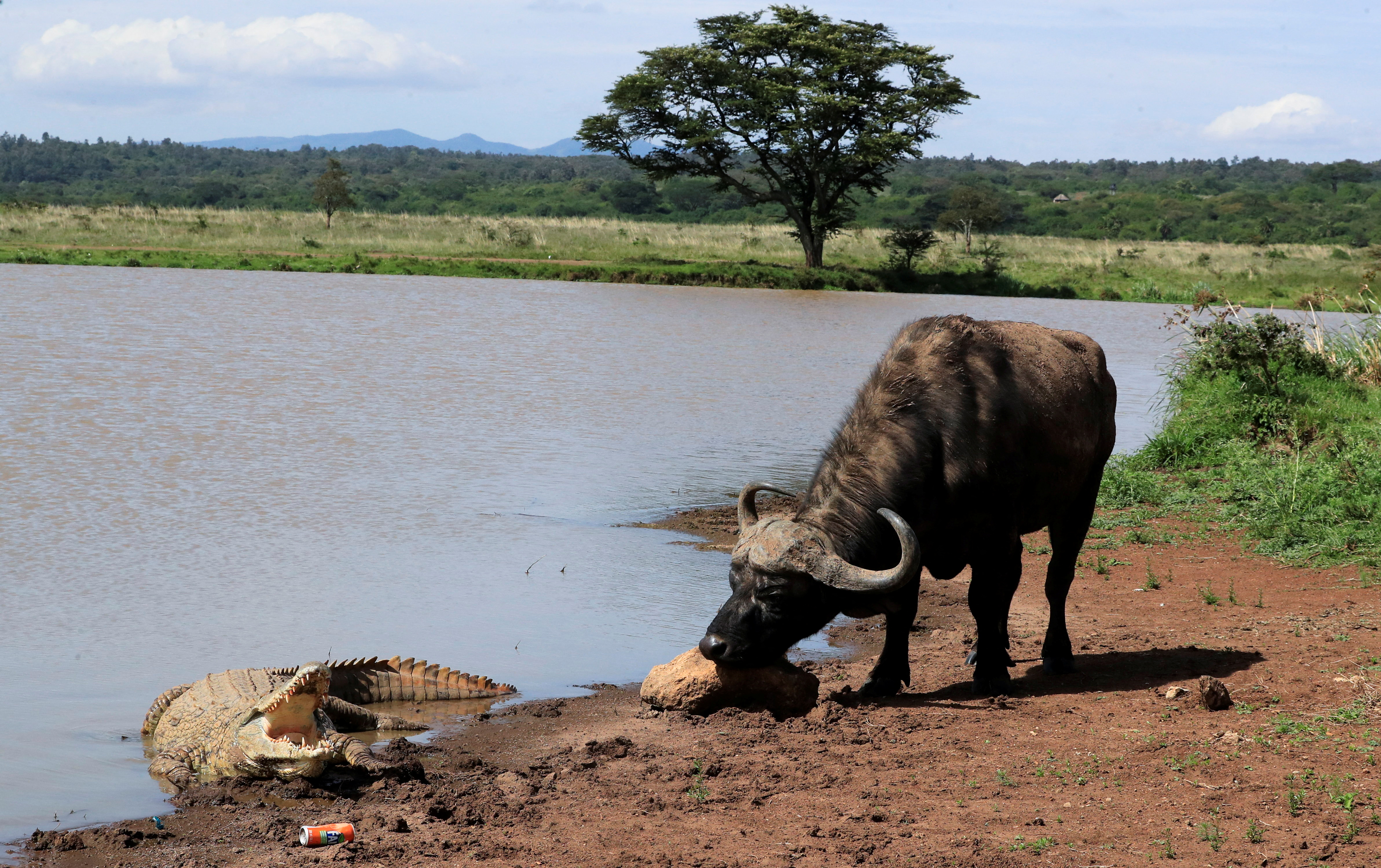 Un cocodrilo en Kenia (REUTERS/Thomas Mukoya)
