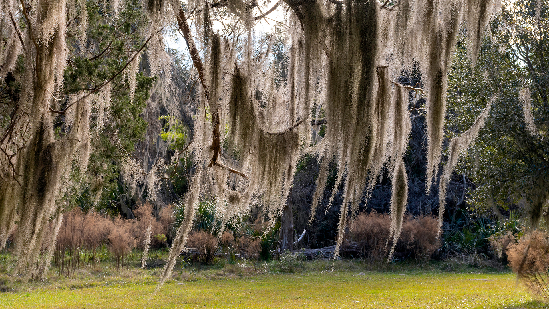 Ubicado frente a las costas de los Estados de Carolina del Sur, Georgia y Florida, permitió a los pueblos gullah y geechee preservar el patrimonio cultural africano más completo del país. En sus pequeñas comunidades agrícolas y pesqueras, los descendientes de los esclavos procedentes de África conforman la más intacta de todas las comunidades afroamericanas. Hasta aquí llegaron para cultivar arroz muchas personas esclavizadas procedentes sobre todo de Sierra Leona. Hoy el extenso Corredor del Patrimonio Cultural Gullah-Geechee que abarca 31.000 kilómetros cuadrados desde el condado de Pender, en Carolina del Norte, hasta el condado de San Juan, en Florida, puede ayudar a los viajeros a comprender el legado de esta región tan poco explorada
