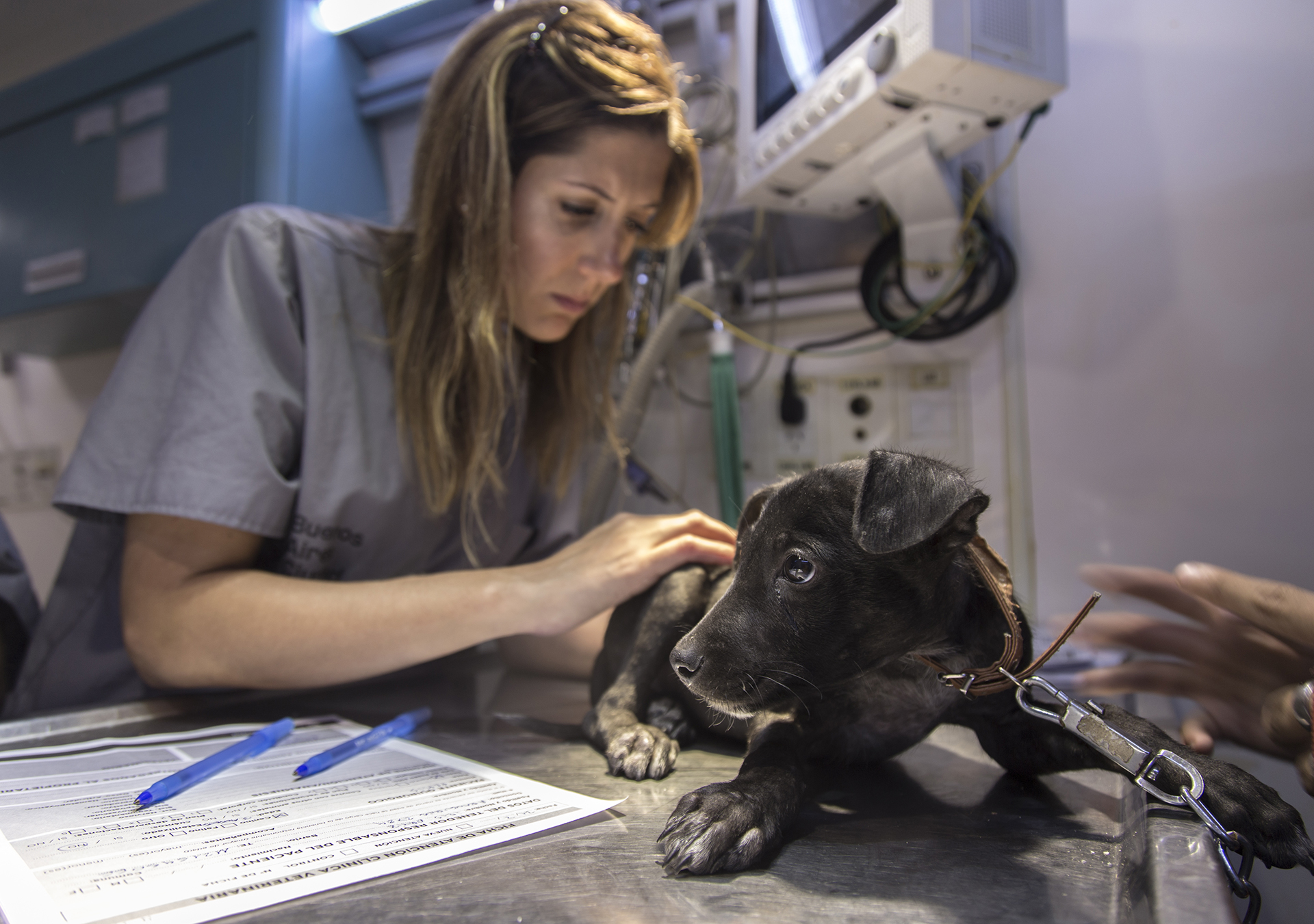 La castración temprana en la hembra canina no solo evita que la perra engorde, si la cuidamos adecuadamente, sino que previene casi en un 100% los tumores mamarios
