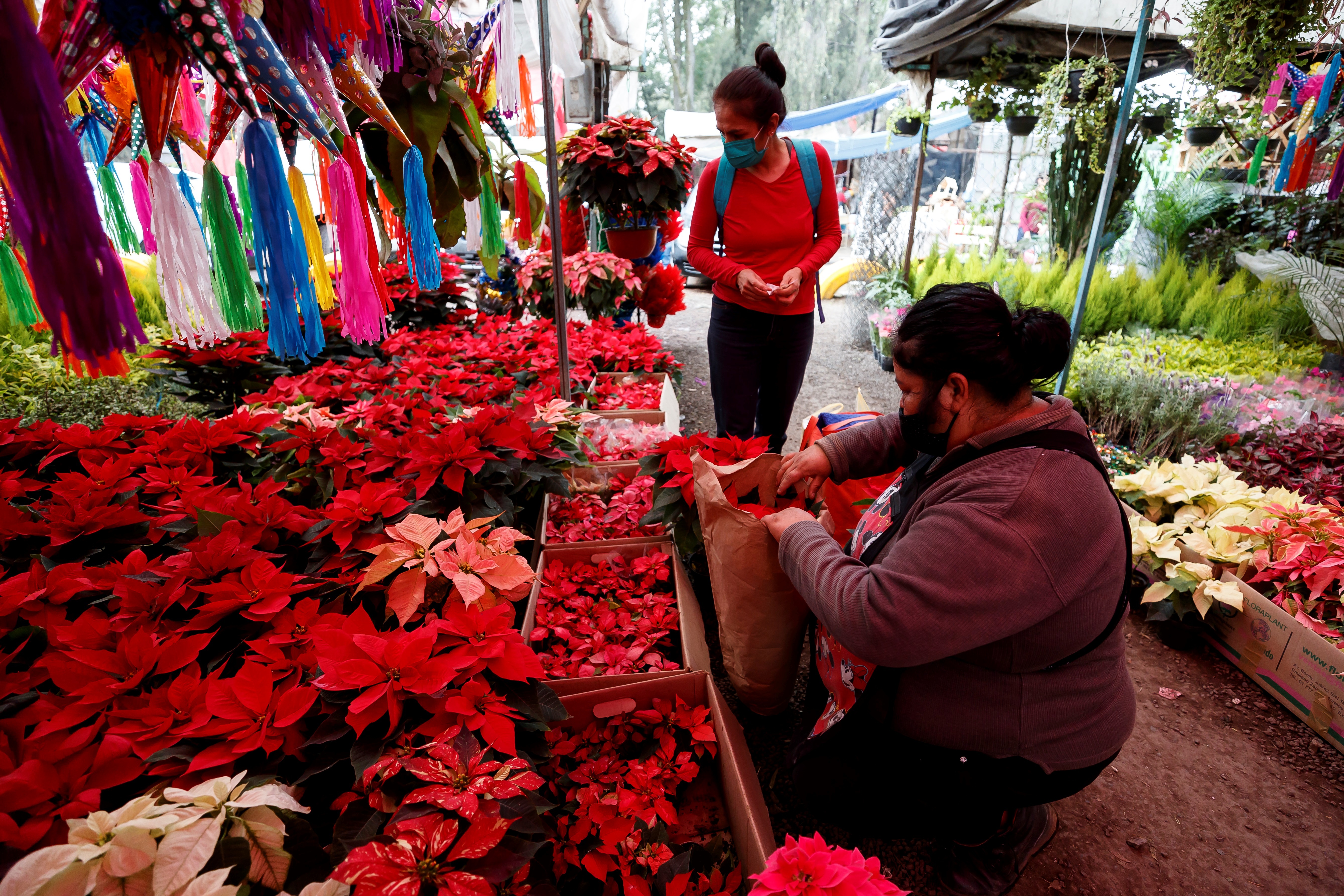 Flor de Nochebuena no abandona los hogares mexicanos en la Navidad del  virus - Infobae