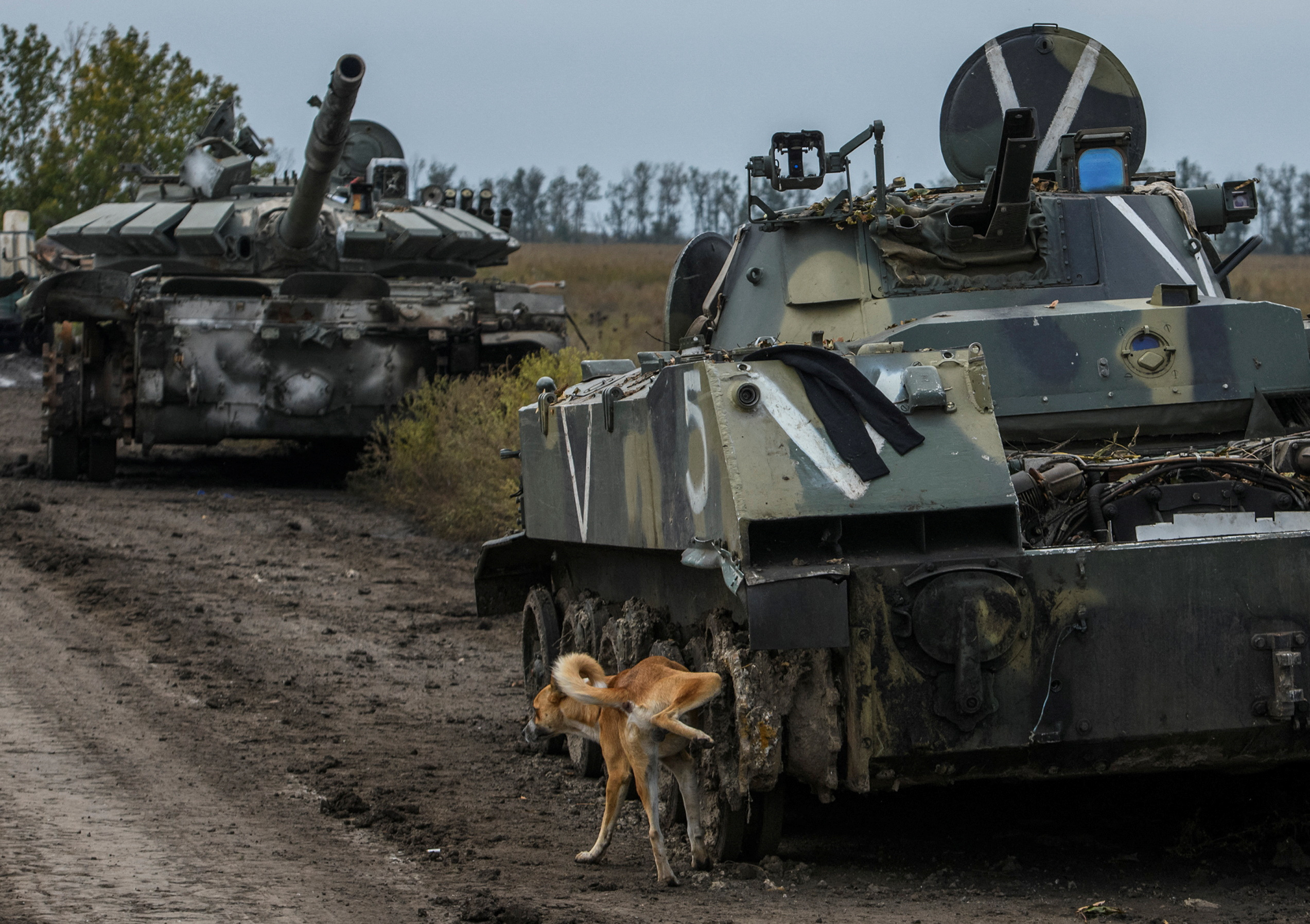 Un perro junto a un tanque ruso capturado por los ucranianos (REUTERS/Vladyslav Musiienko)