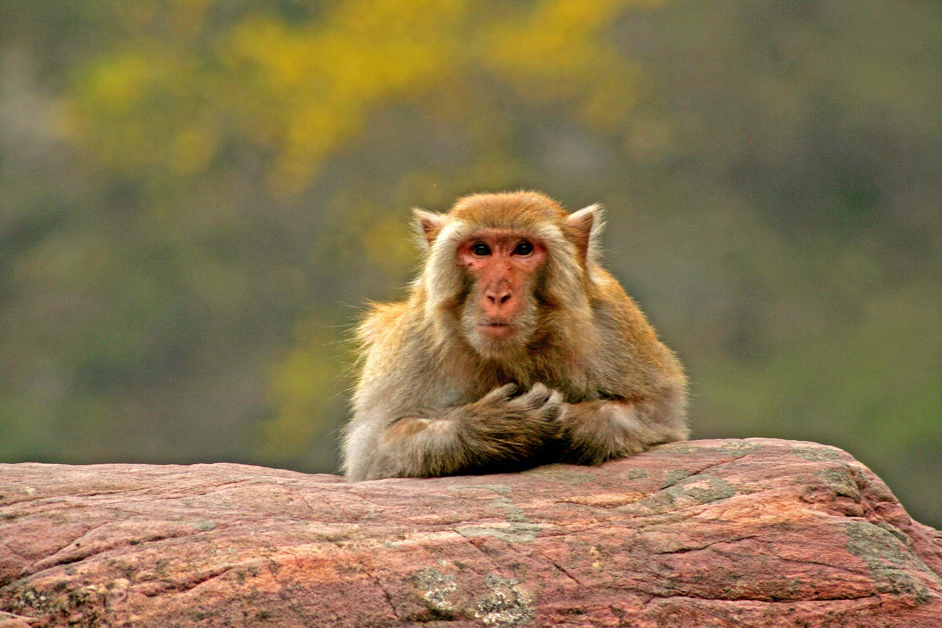 Because they don't need to search for food, they have more time than other monkeys, choosing to spend it with stones.