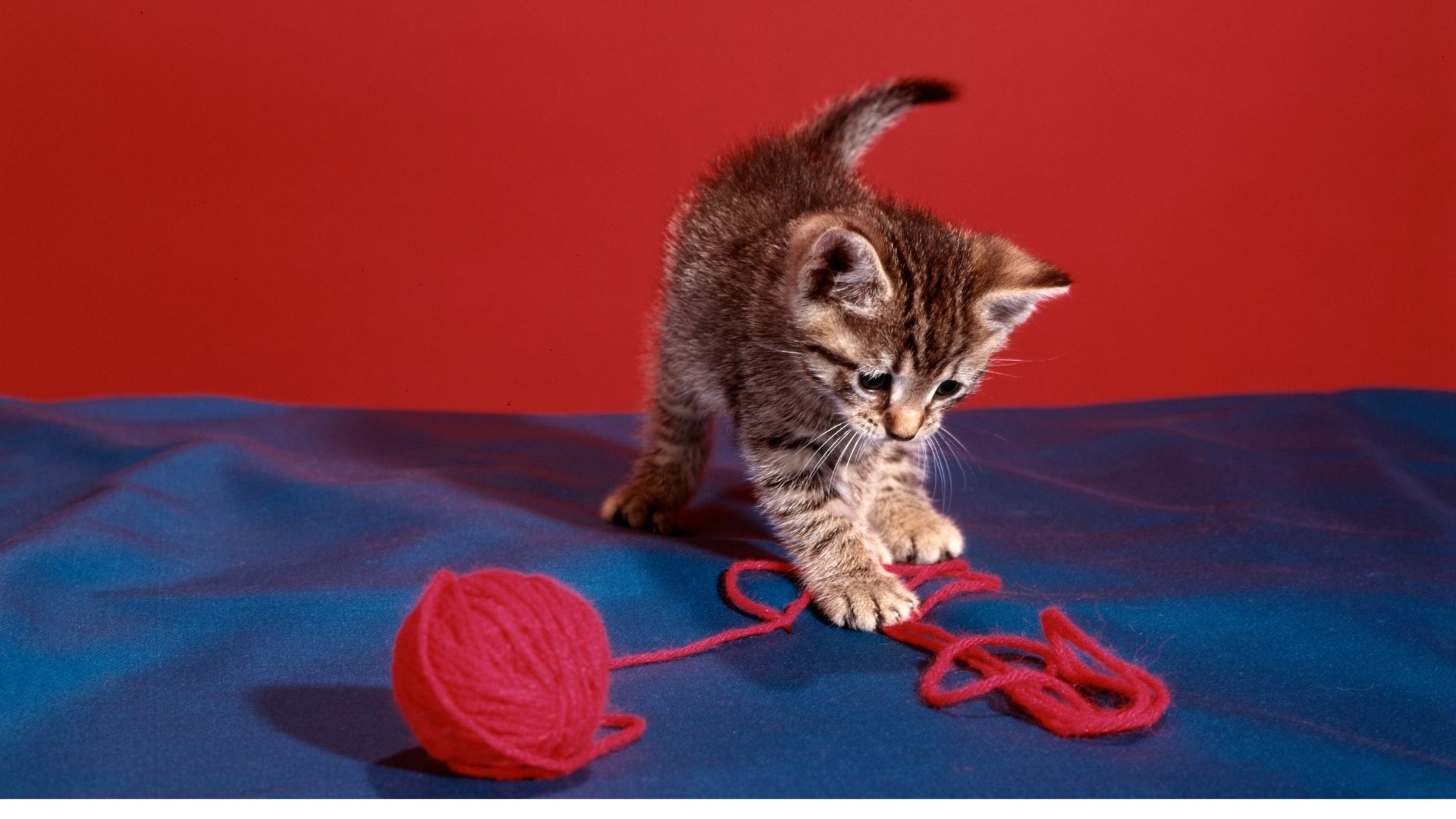 Alerta: los ovillos de lana matar a un gato