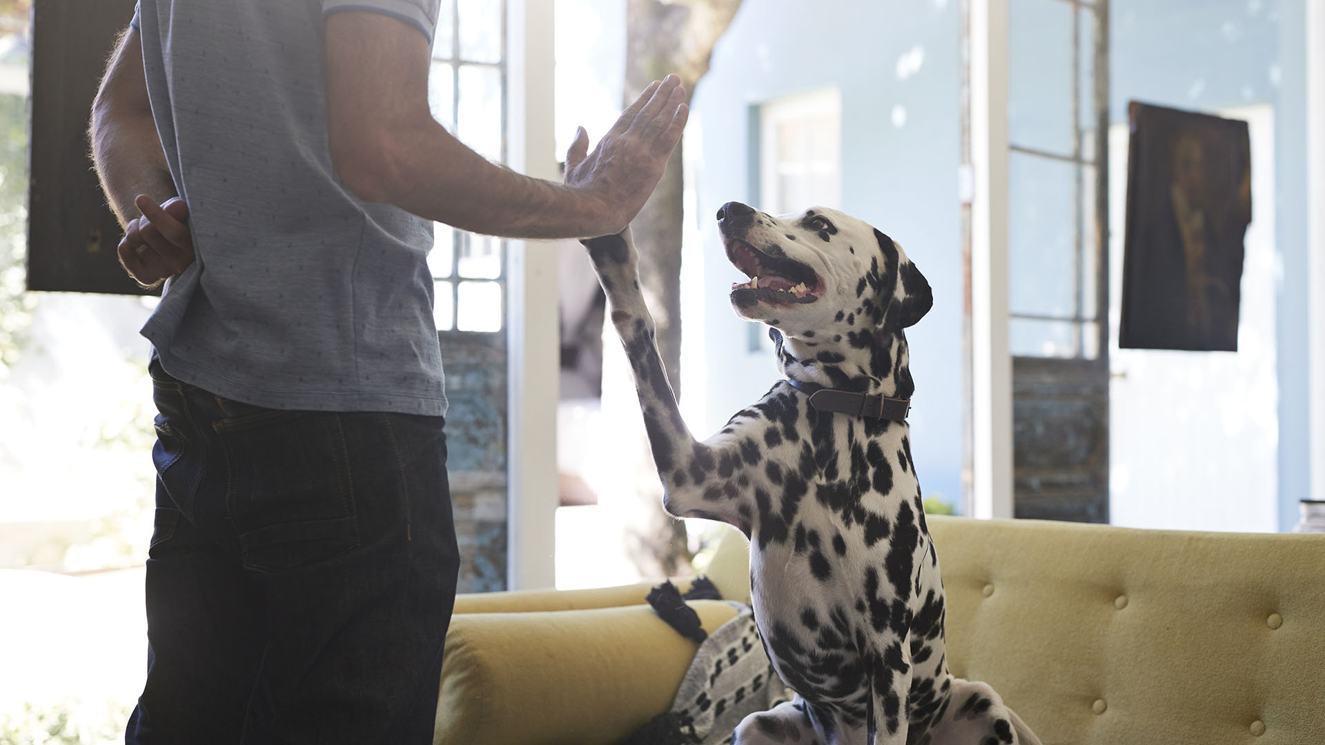 Darle caricias y premios cuando hace las cosas que nosotros deseamos, ya que eso ayuda a subordinar y entrenar a los perros (Getty Images)