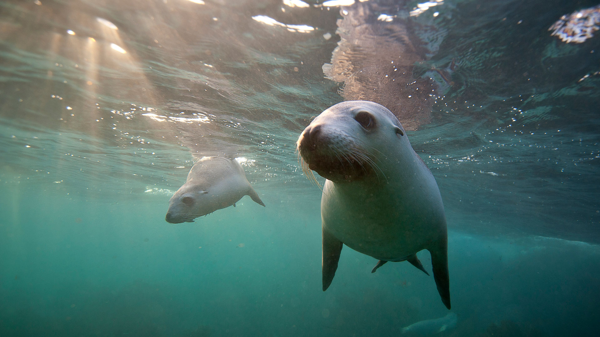 Los investigadores descubrieron que las focas capturaban presas en movimiento extendiendo sus bigotes frente a sus bocas para sentir el movimiento del agua