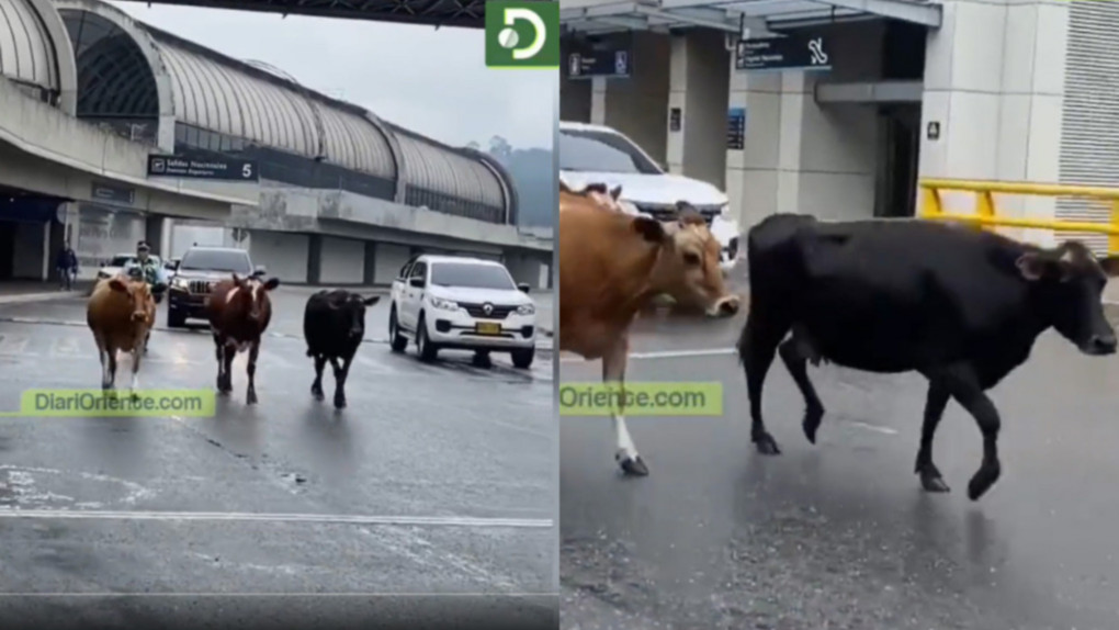 Tres vacas fueron grabadas paseando por el aeropuerto de Rionegro (captura video)