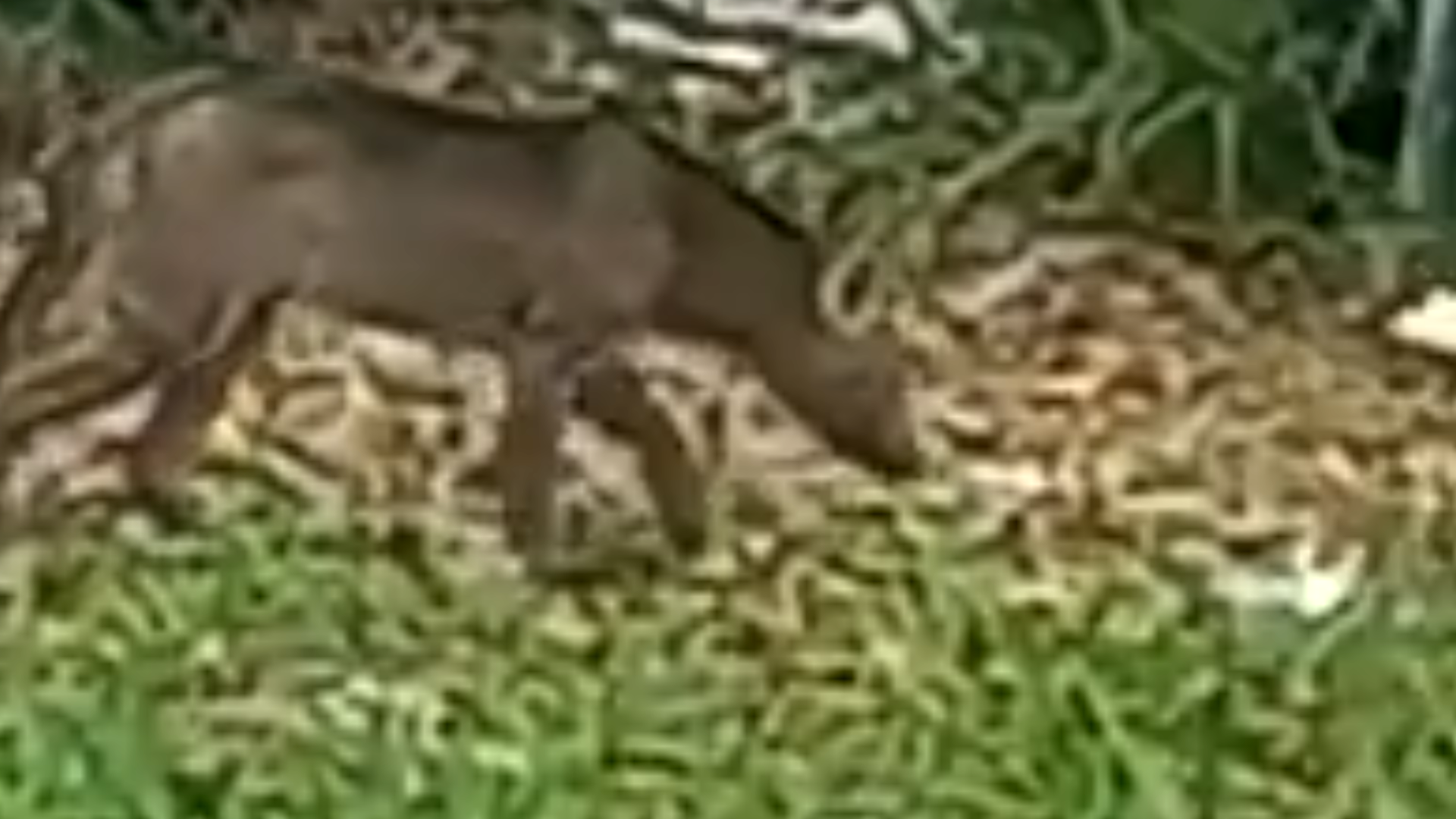 "Son muy extraños y difíciles de ver”, detalló la veterinaria y ecóloga Renata Leite Pitman