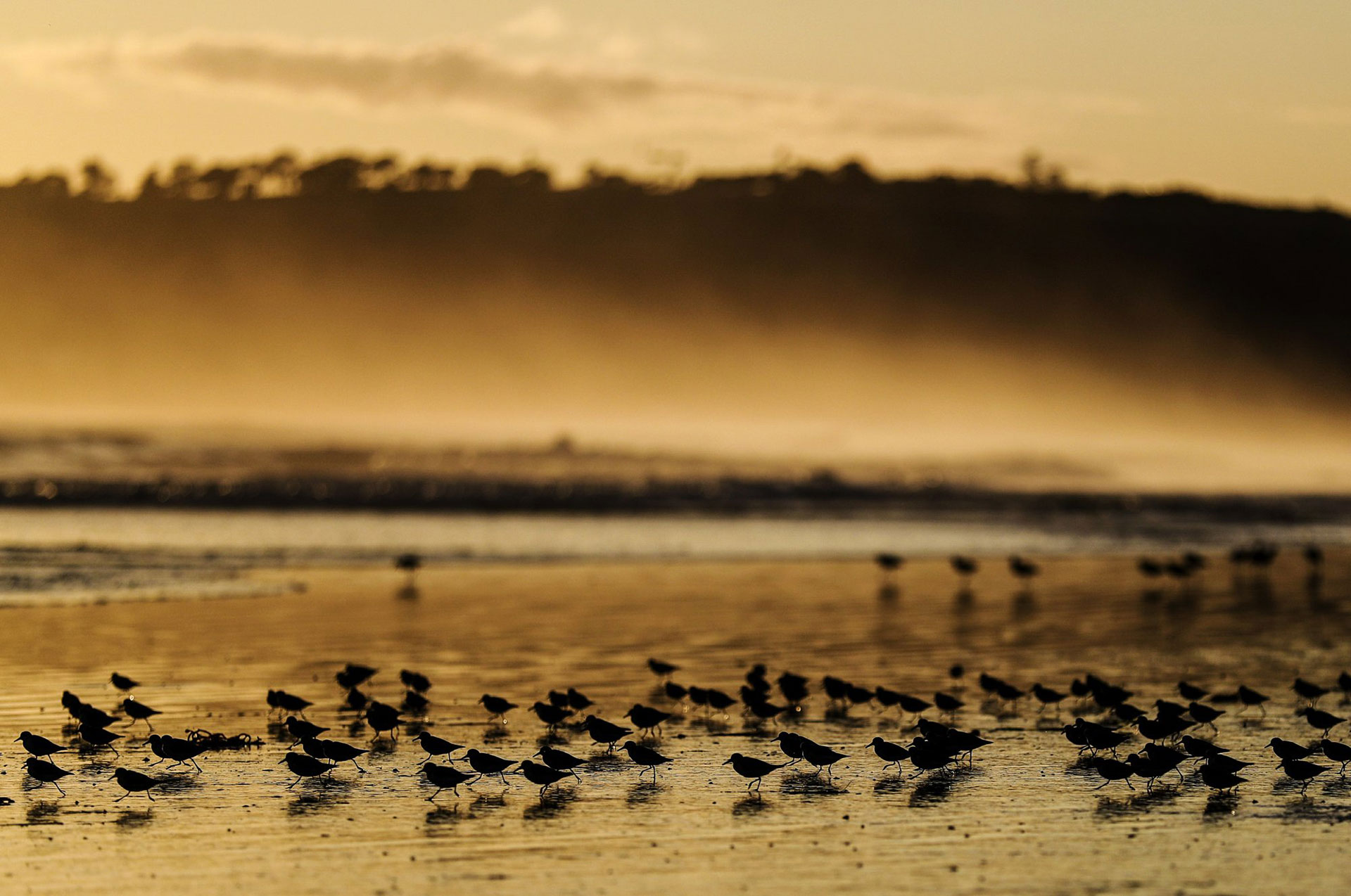 Las aves se abren camino a lo largo de la playa en Coronado, California, el miércoles 11 de marzo de 2020, (AP Photo / Gregory Bull)